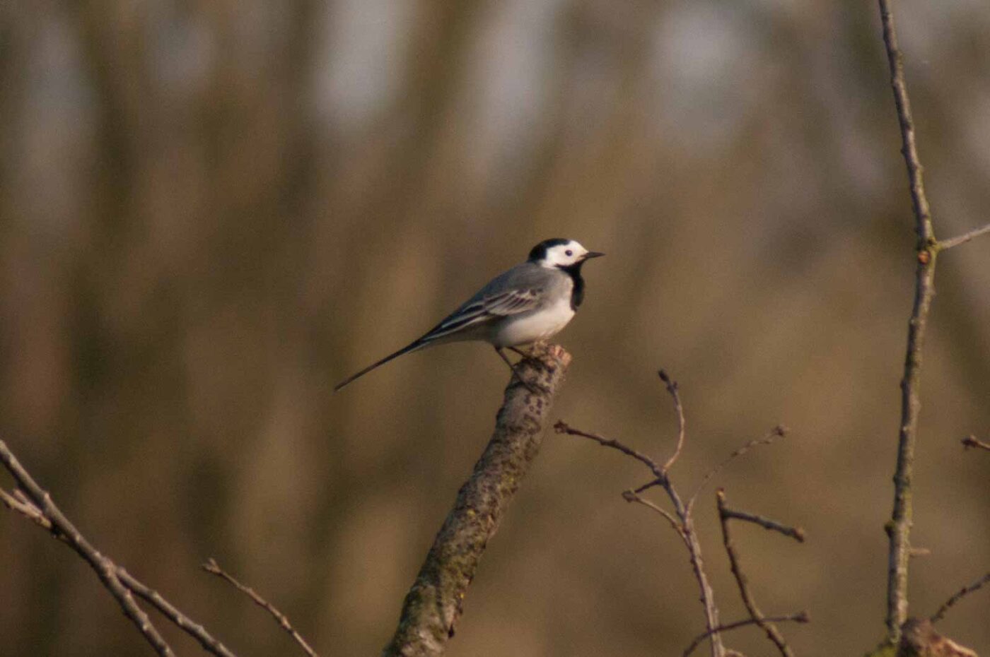 2017-03-28 - NSG Brandheide Recklinghausen