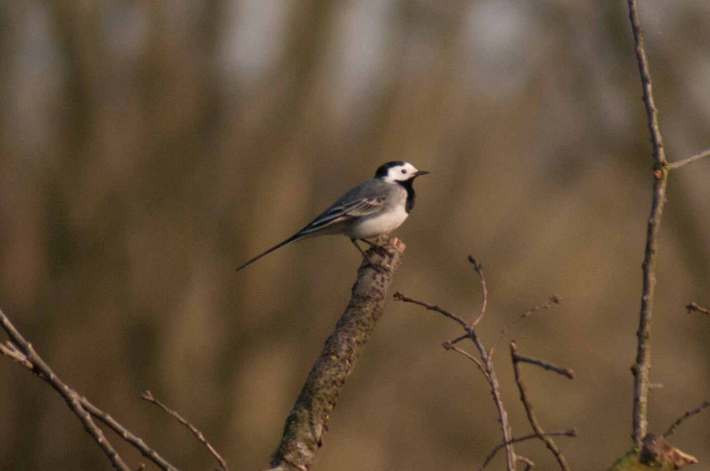 2017-03-28 - NSG Brandheide Recklinghausen