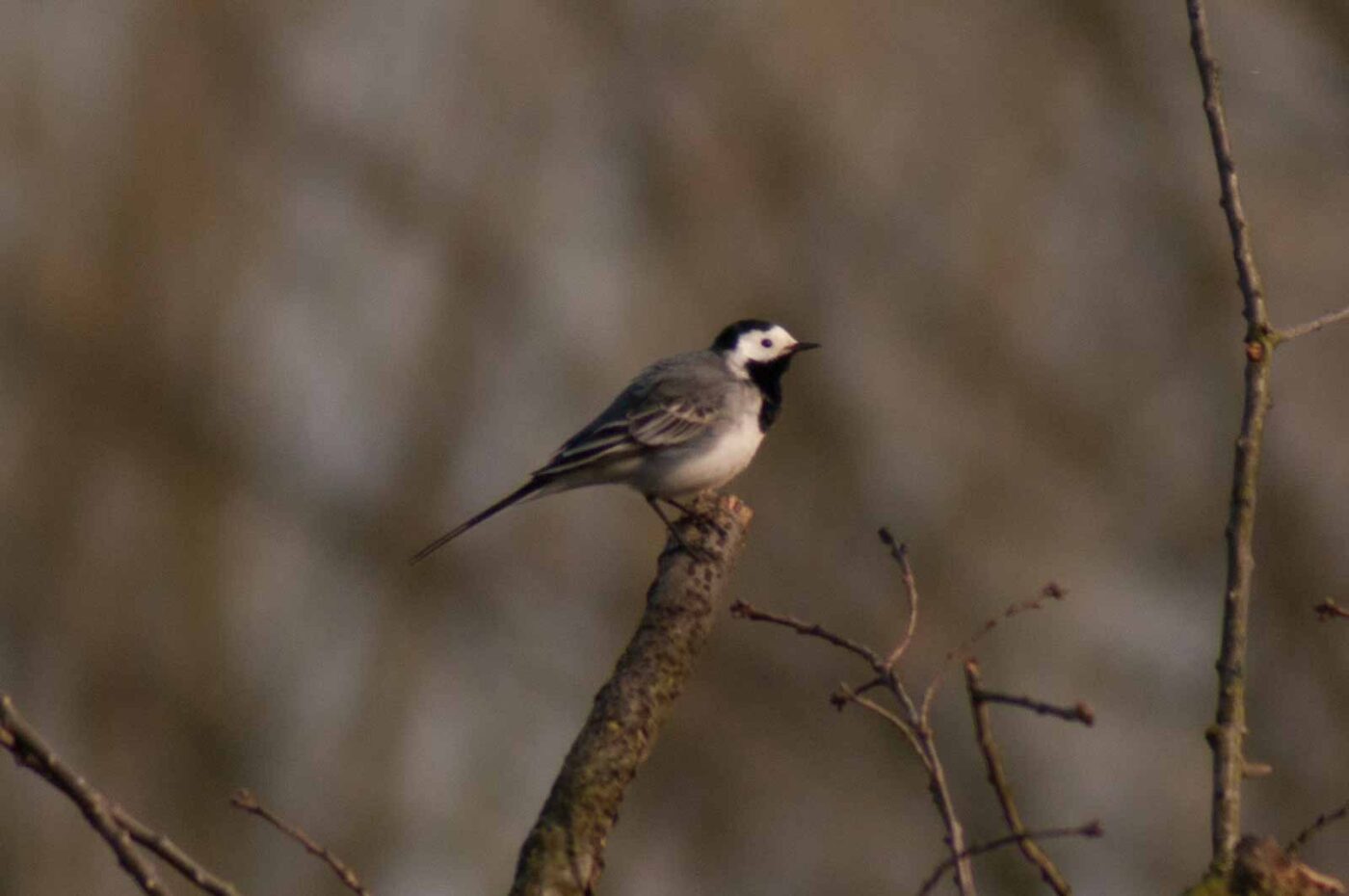 2017-03-28 - NSG Brandheide Recklinghausen