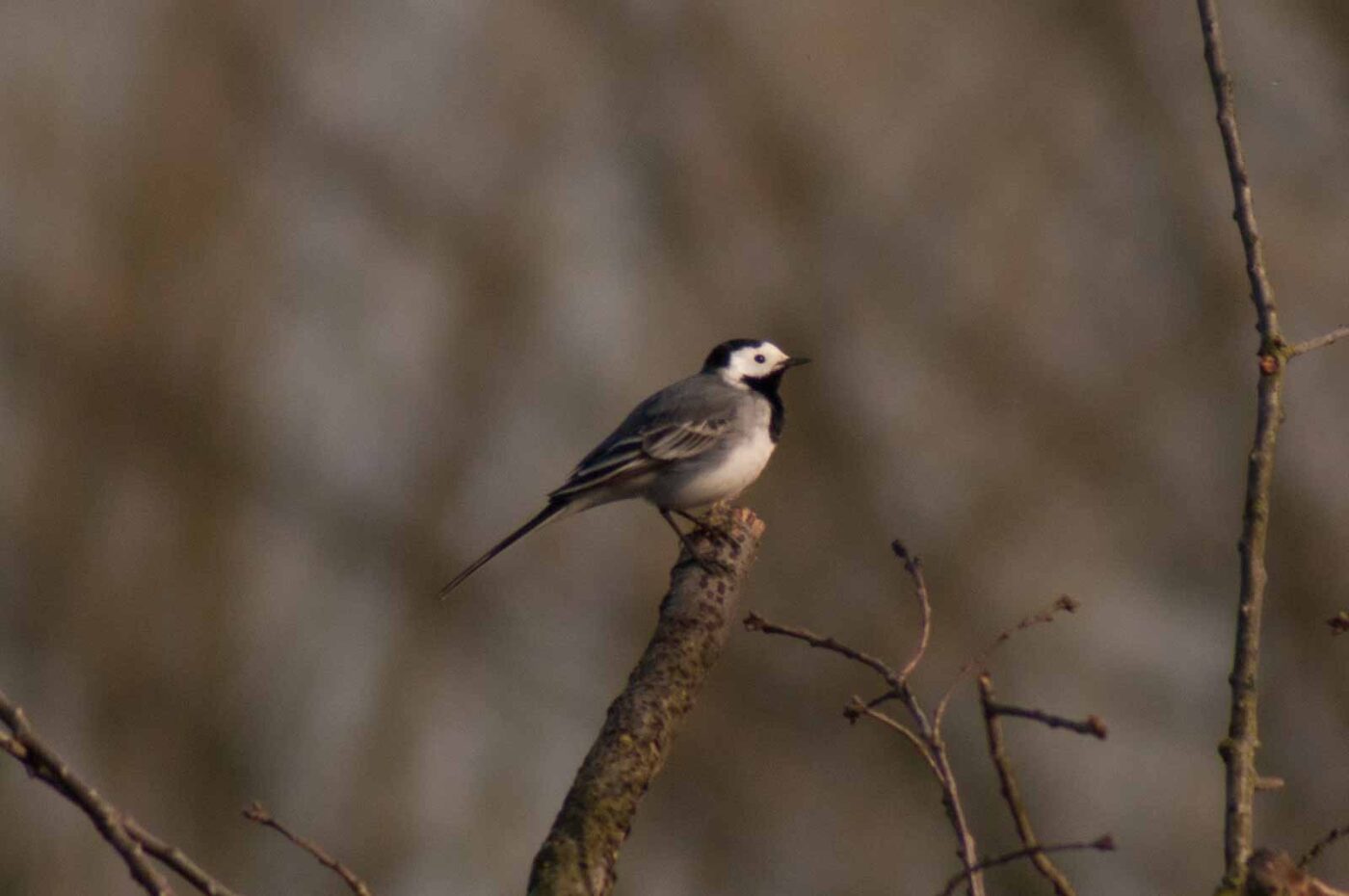 2017-03-28 - NSG Brandheide Recklinghausen