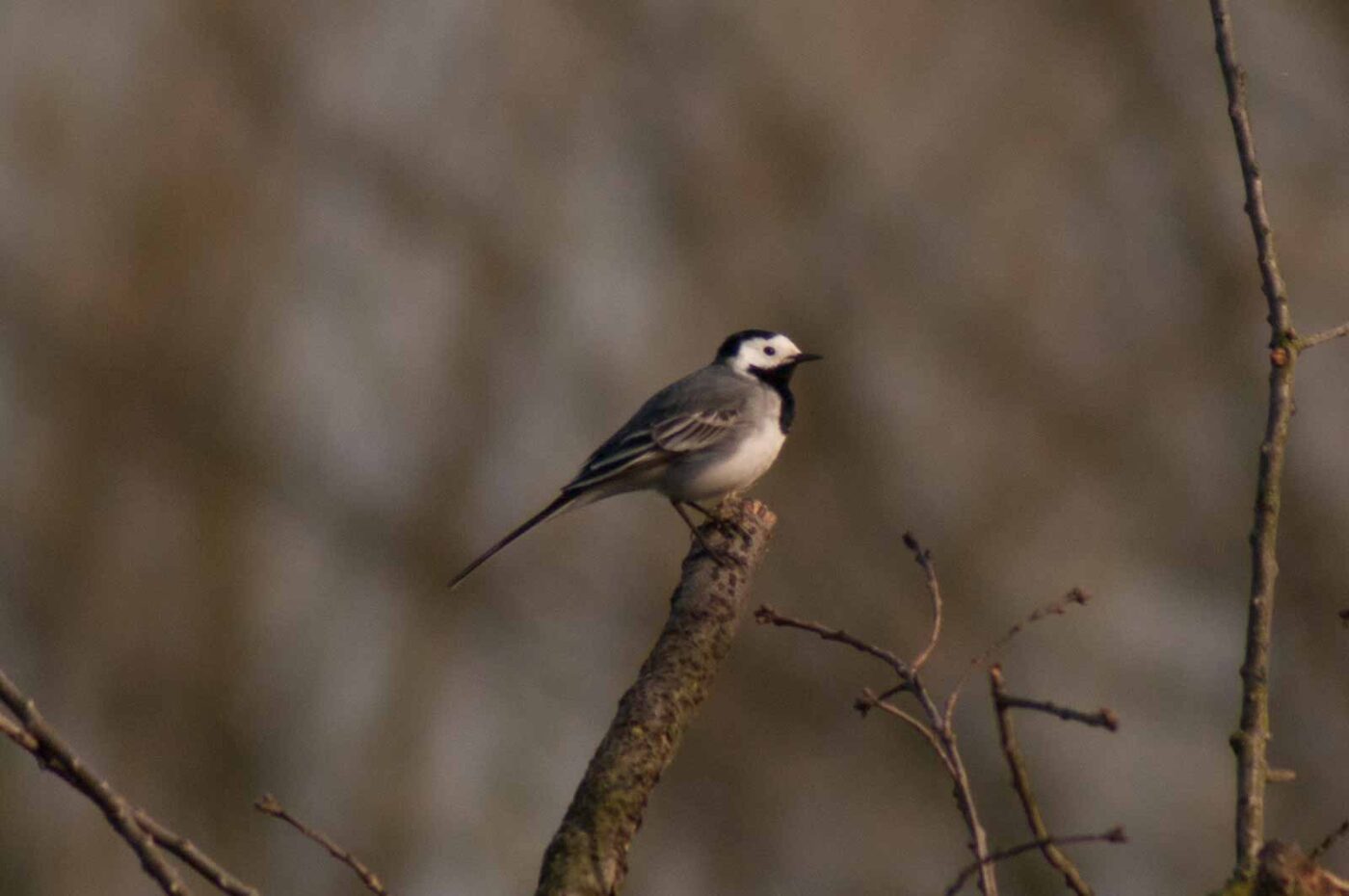 2017-03-28 - NSG Brandheide Recklinghausen