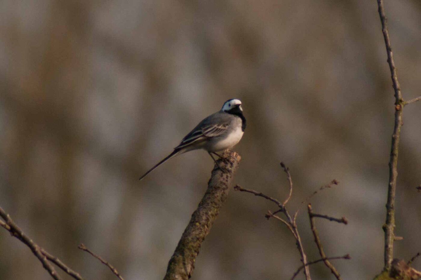 2017-03-28 - NSG Brandheide Recklinghausen