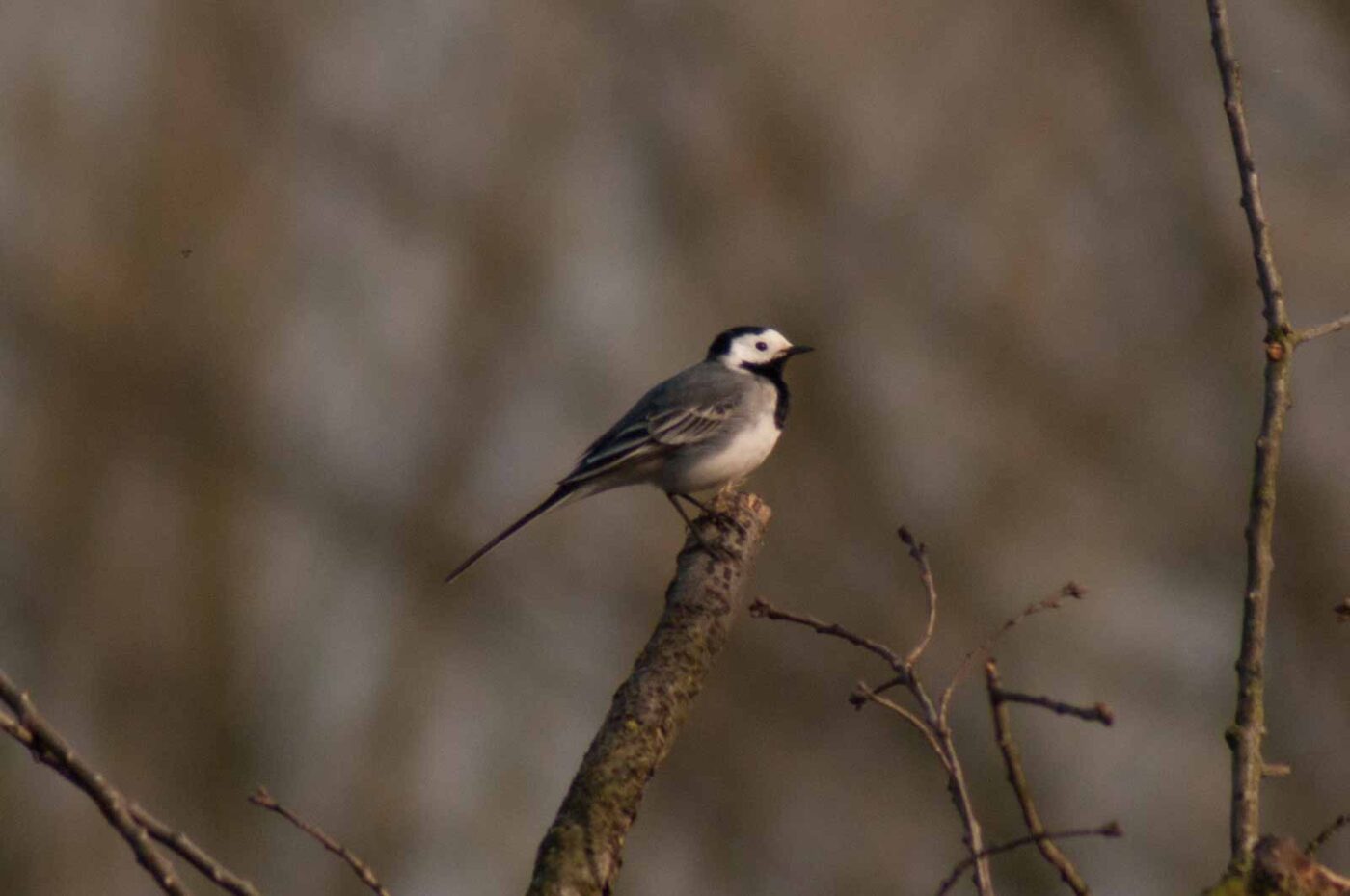 2017-03-28 - NSG Brandheide Recklinghausen