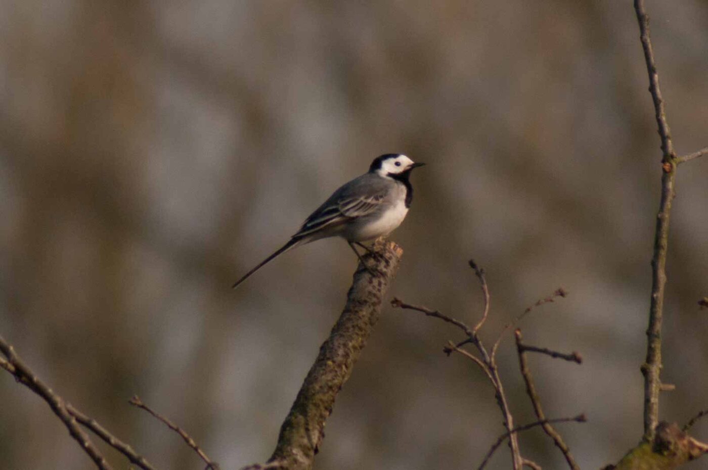 2017-03-28 - NSG Brandheide Recklinghausen