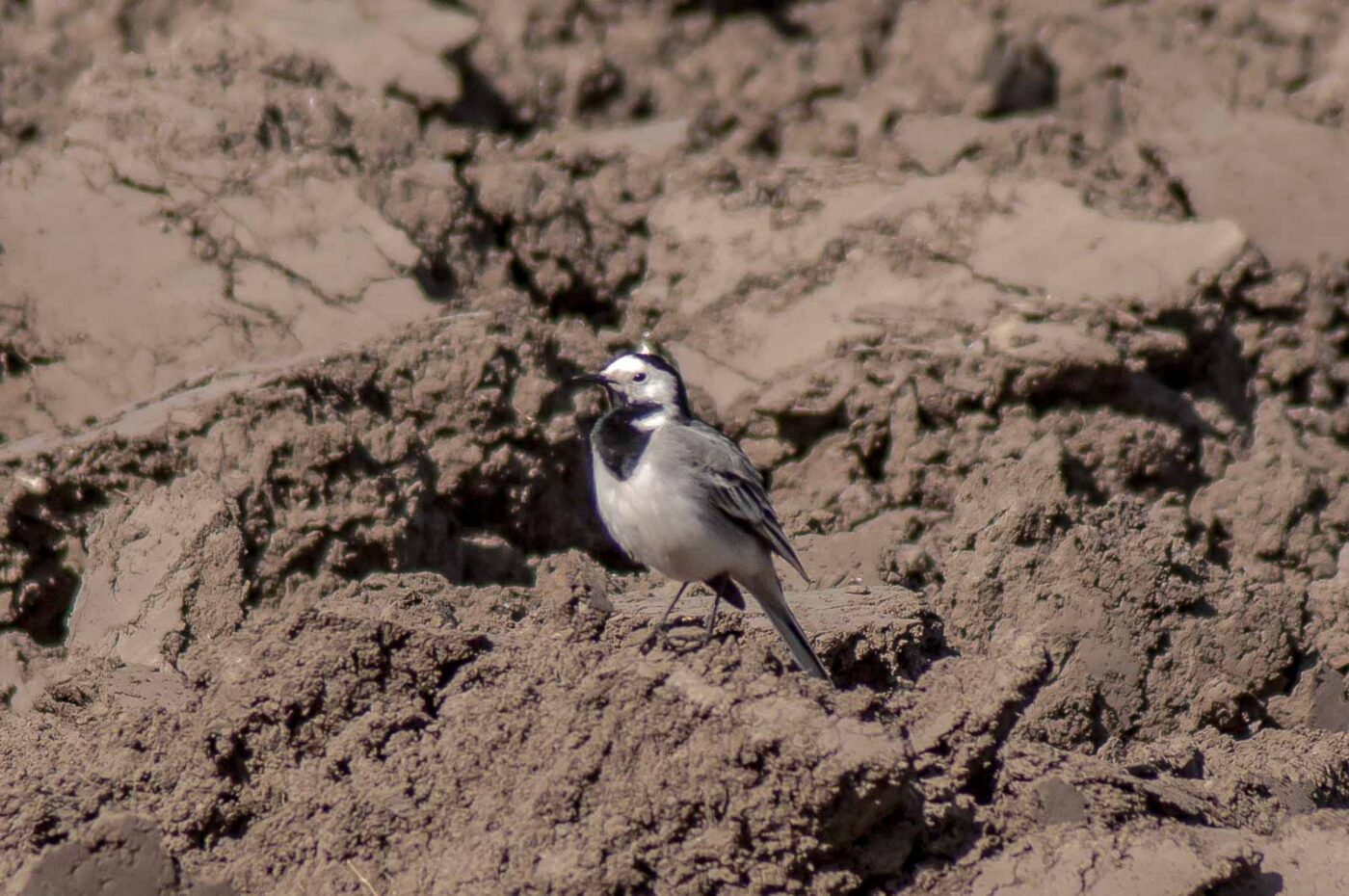 2017-04-09 - EmscherValleyWay Recklinghausen