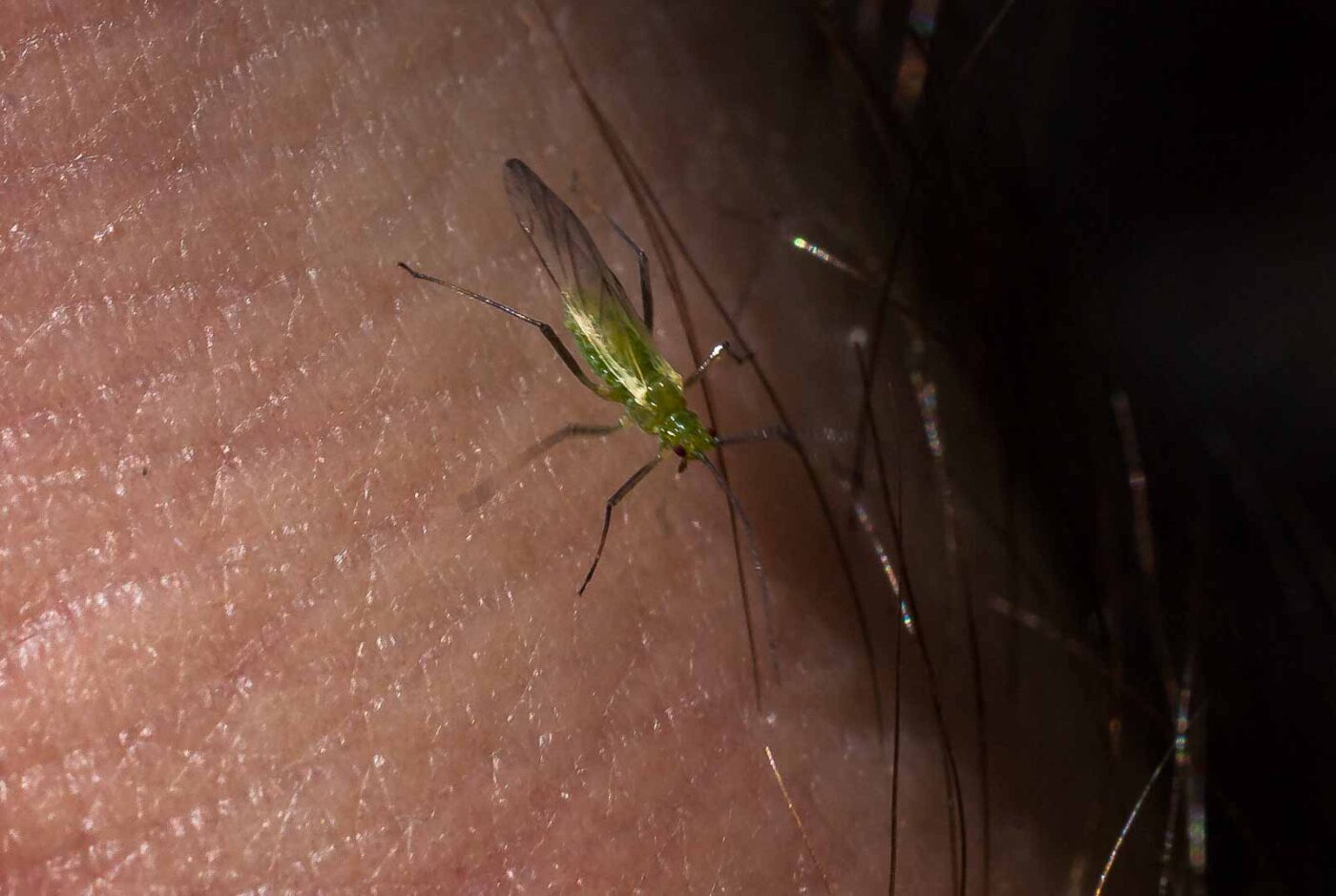 2017-05-06 - NSG Brinksknapp Recklinghausen