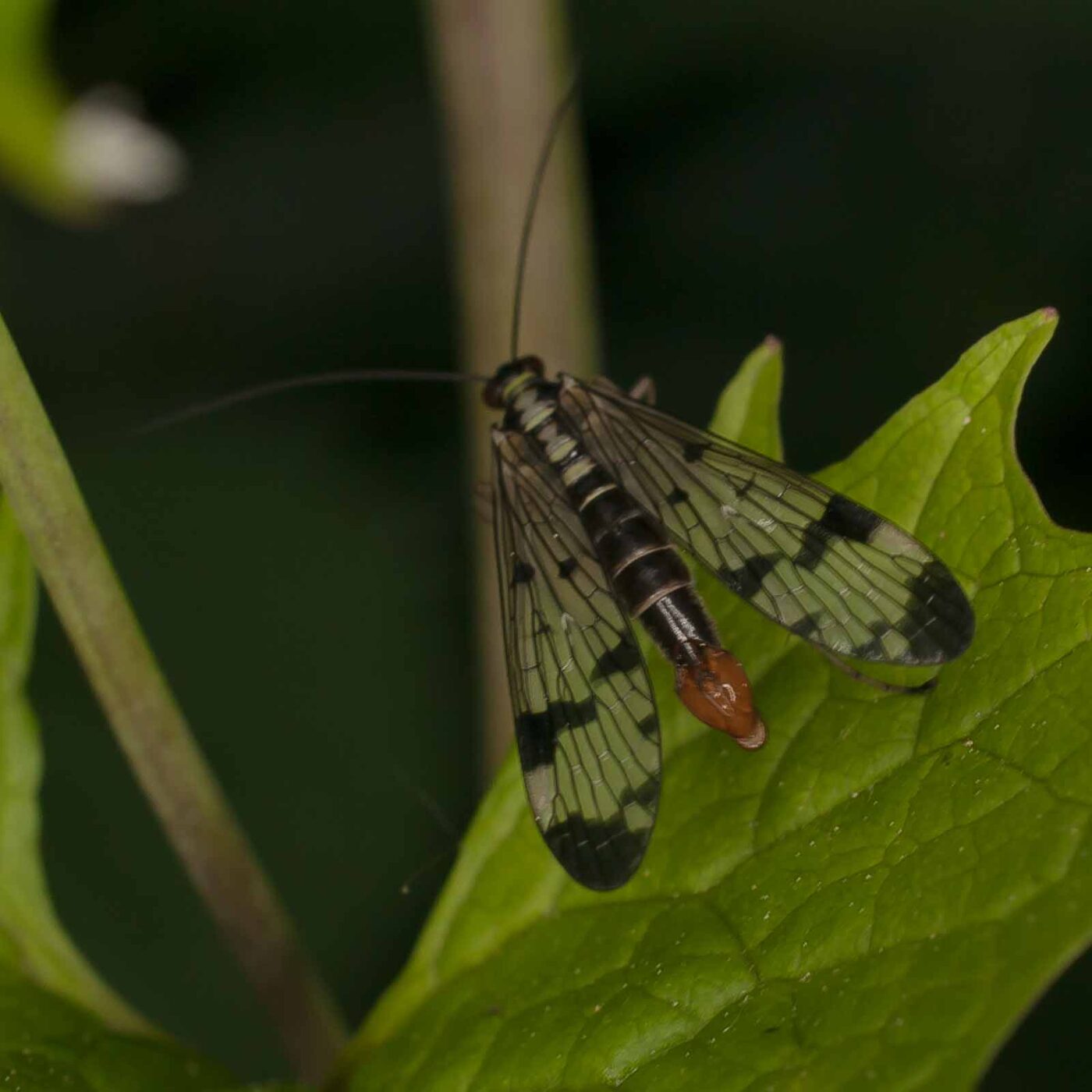 2017-05-14 - EmscherValleyWay Recklinghausen