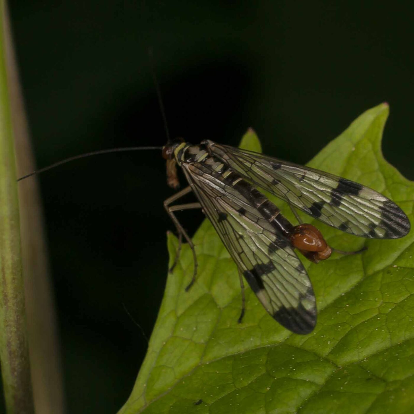 2017-05-14 - EmscherValleyWay Recklinghausen