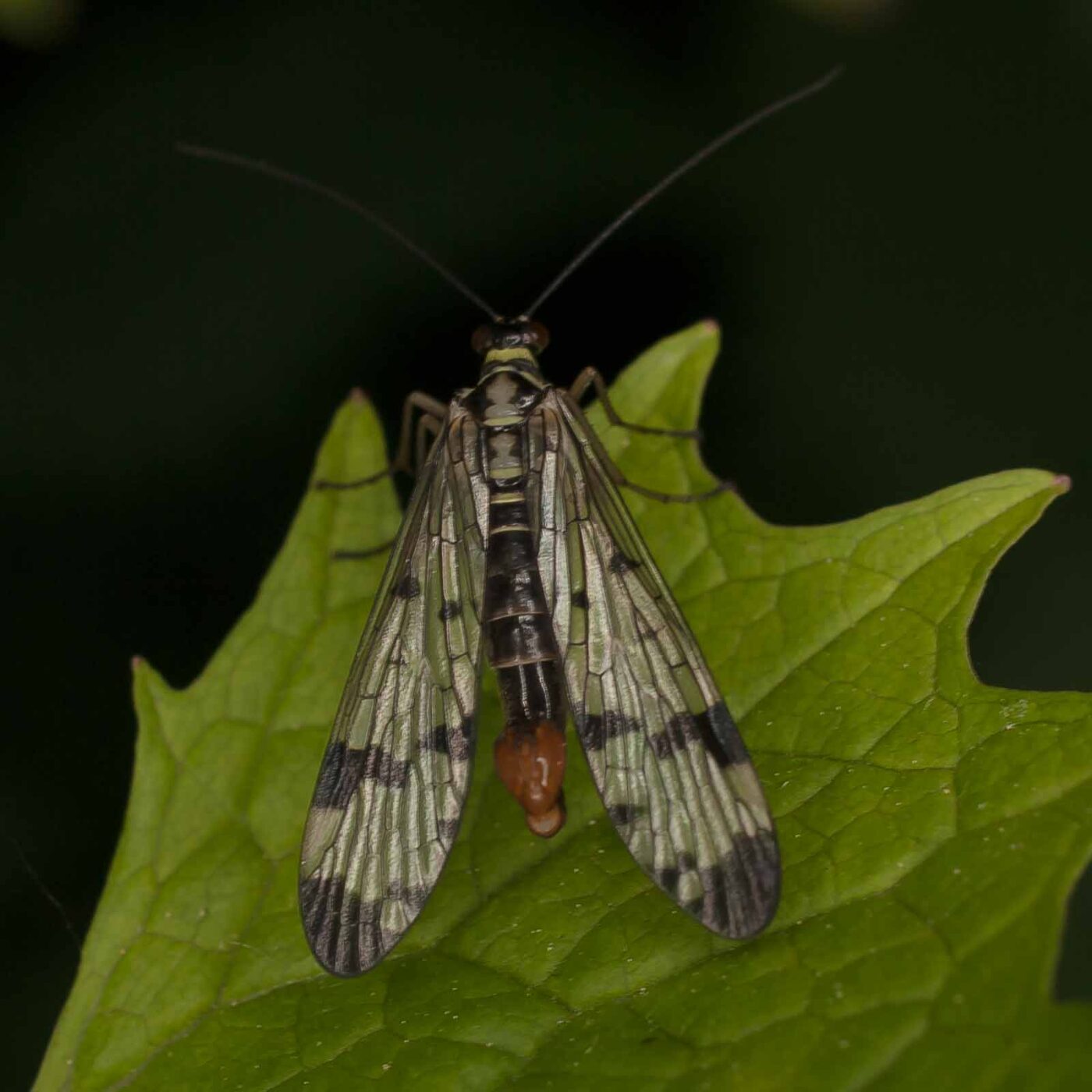 2017-05-14 - EmscherValleyWay Recklinghausen