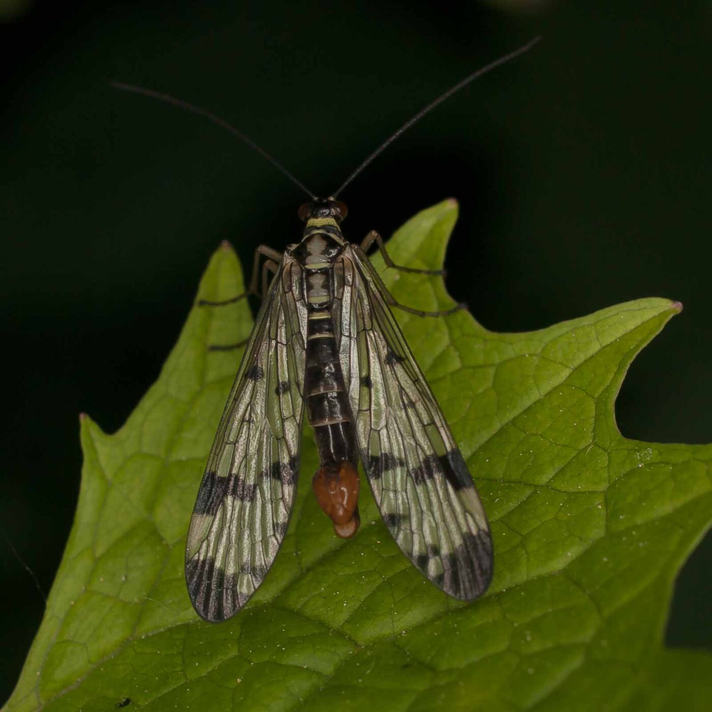 2017-05-14 - EmscherValleyWay Recklinghausen