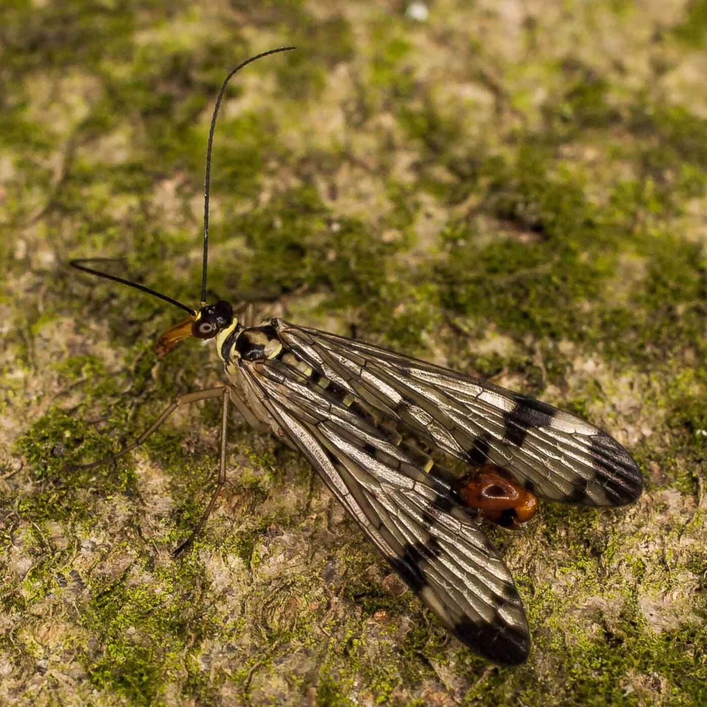 2017-05-16 - NSG Brandheide Recklinghausen