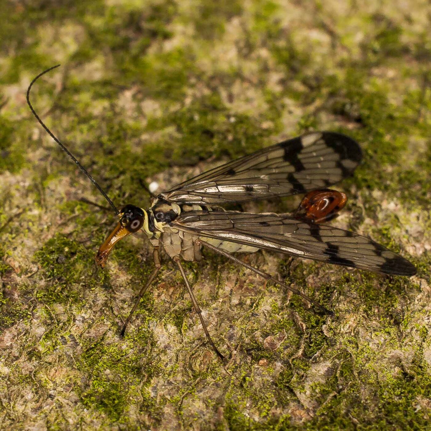 2017-05-16 - NSG Brandheide Recklinghausen
