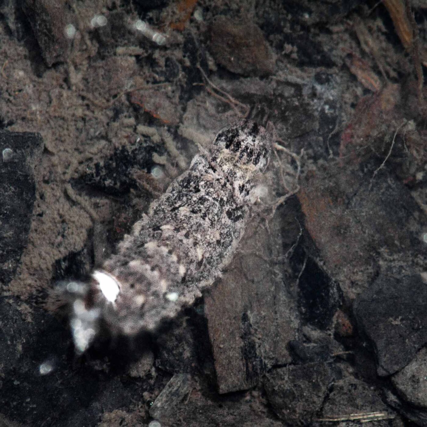 2017-07-26 - NSG Halde Pluto-Wilhelm HER-Wanne