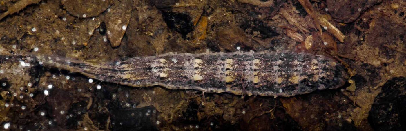 2017-07-26 - NSG Halde Pluto-Wilhelm HER-Wanne