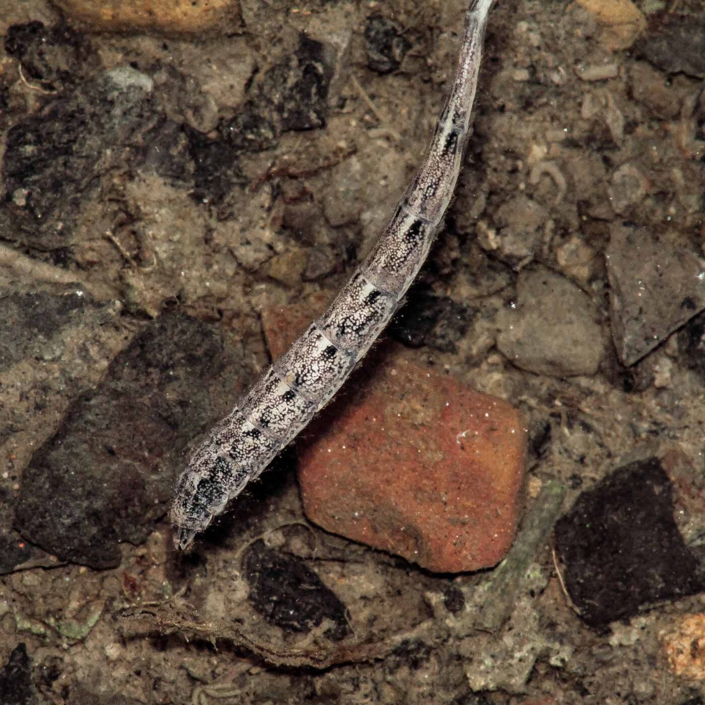 2017-07-26 - NSG Halde Pluto-Wilhelm HER-Wanne