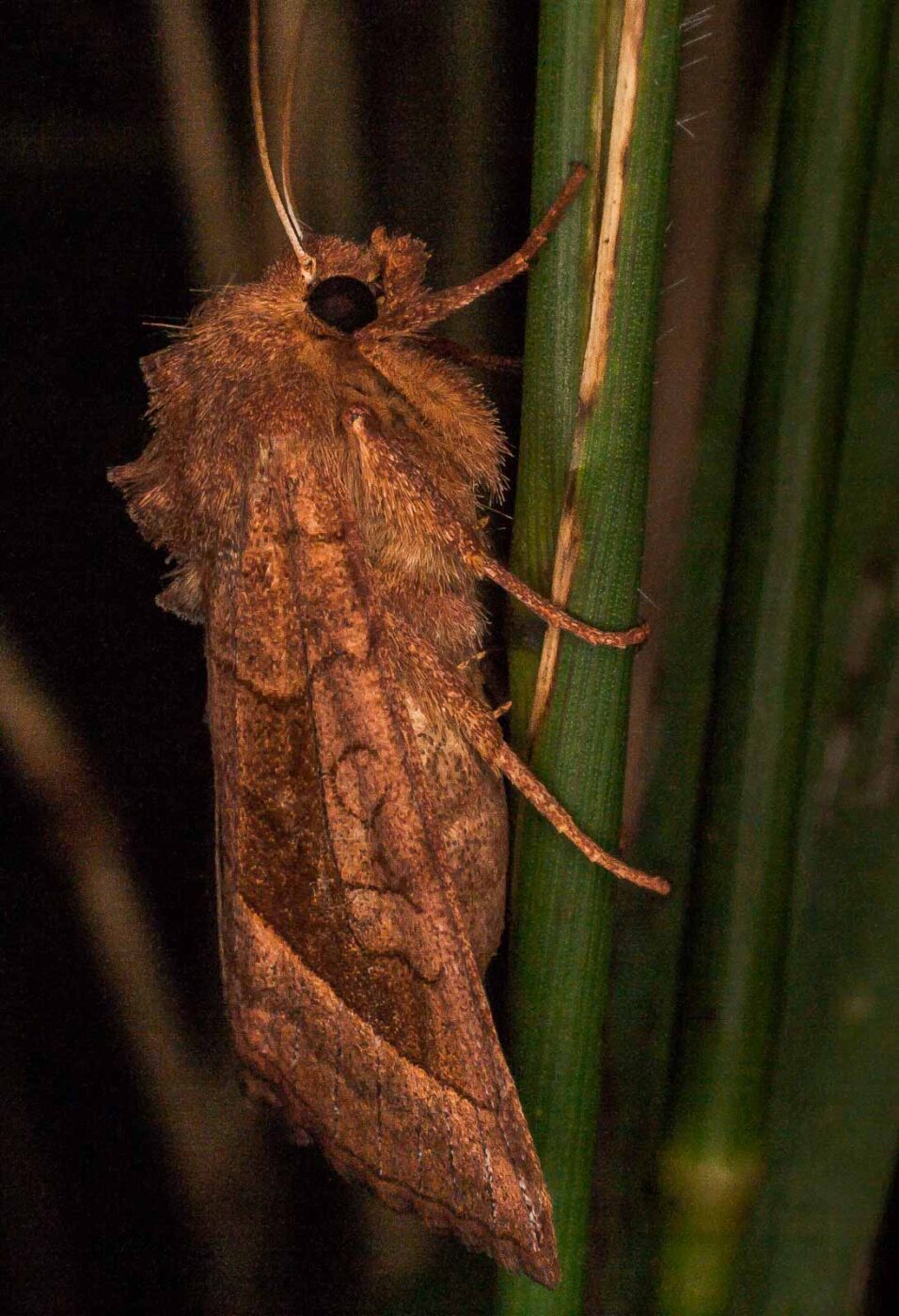 2017-07-31 - NSG Brandheide Recklinghausen