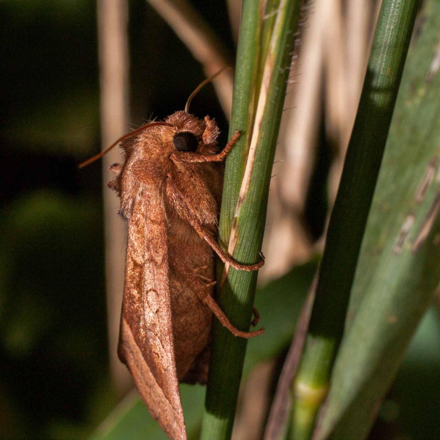 2017-07-31 - NSG Brandheide Recklinghausen