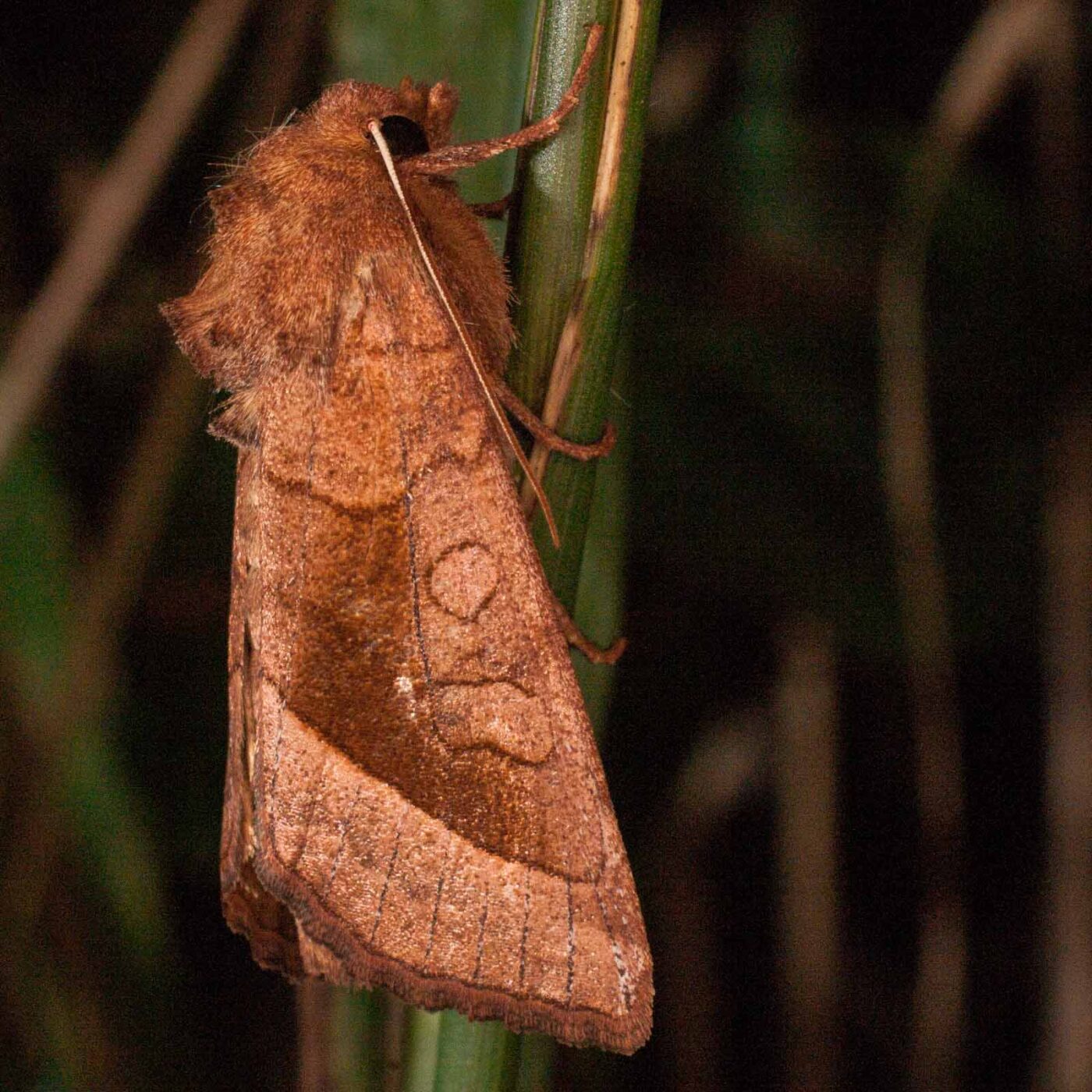 2017-07-31 - NSG Brandheide Recklinghausen