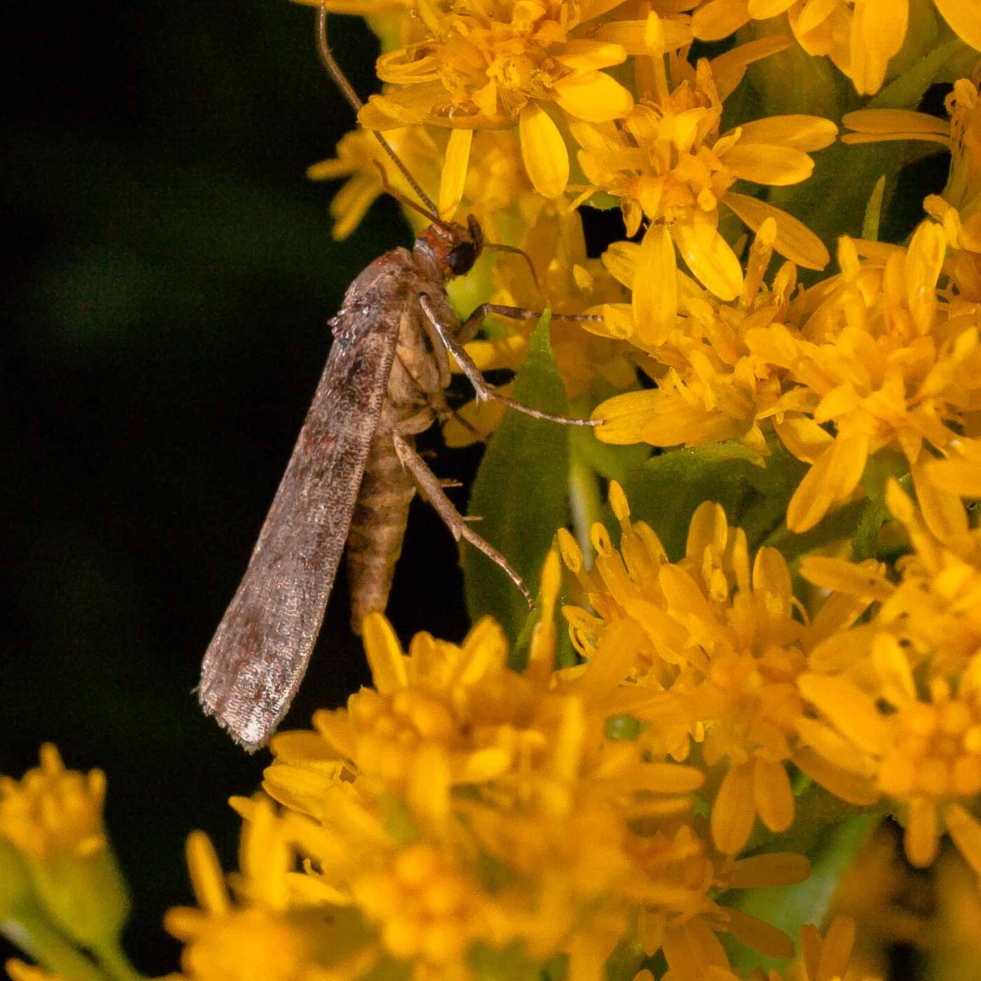 2017-07-31 - NSG Brandheide Recklinghausen