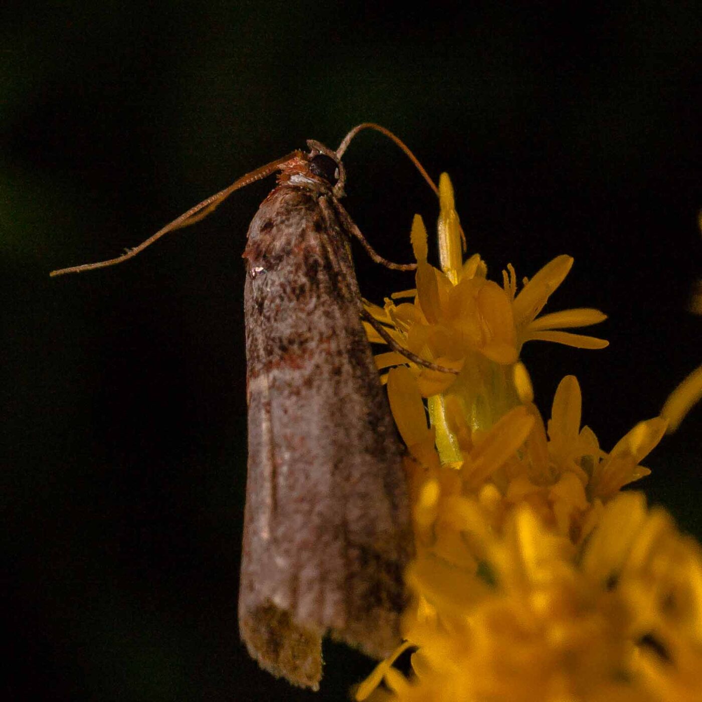 2017-07-31 - NSG Brandheide Recklinghausen