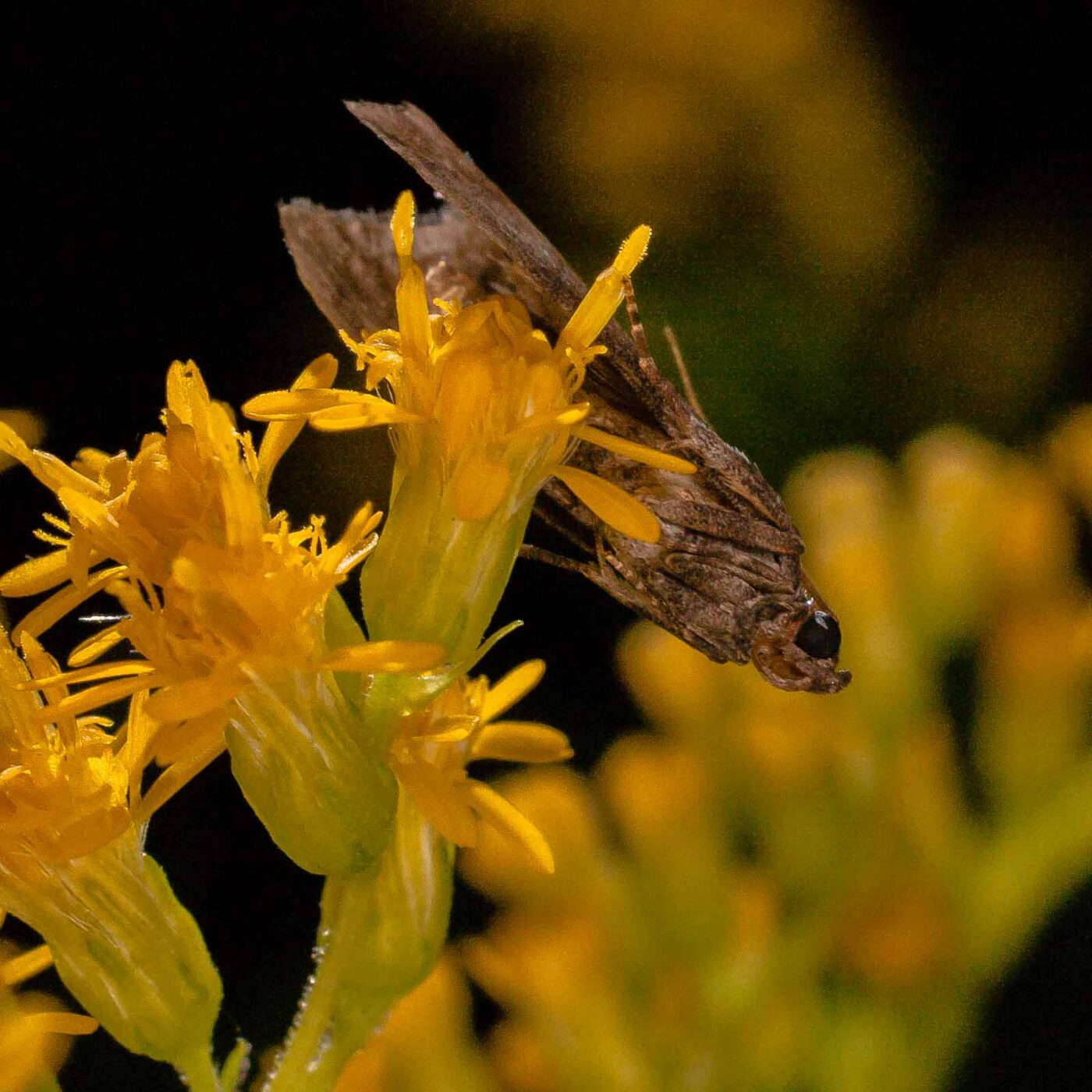 2017-07-31 - NSG Brandheide Recklinghausen