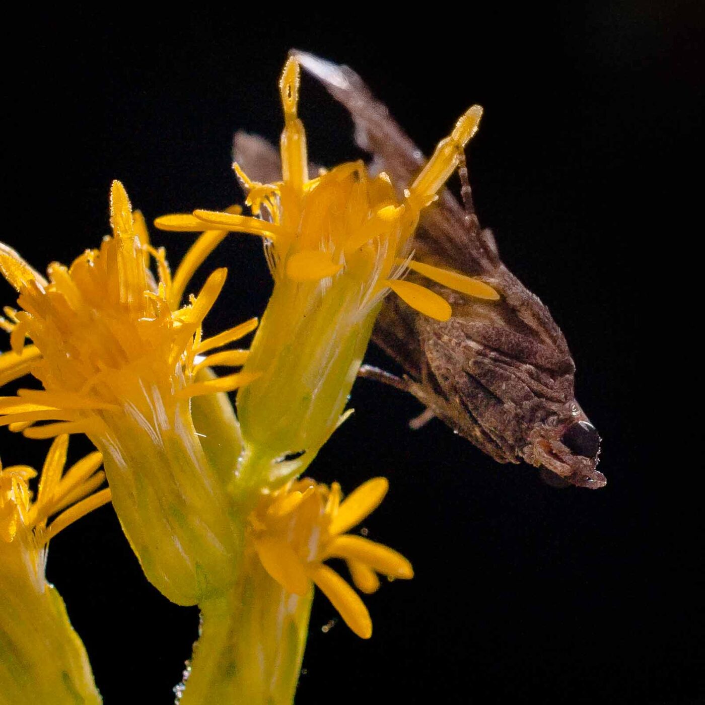2017-07-31 - NSG Brandheide Recklinghausen