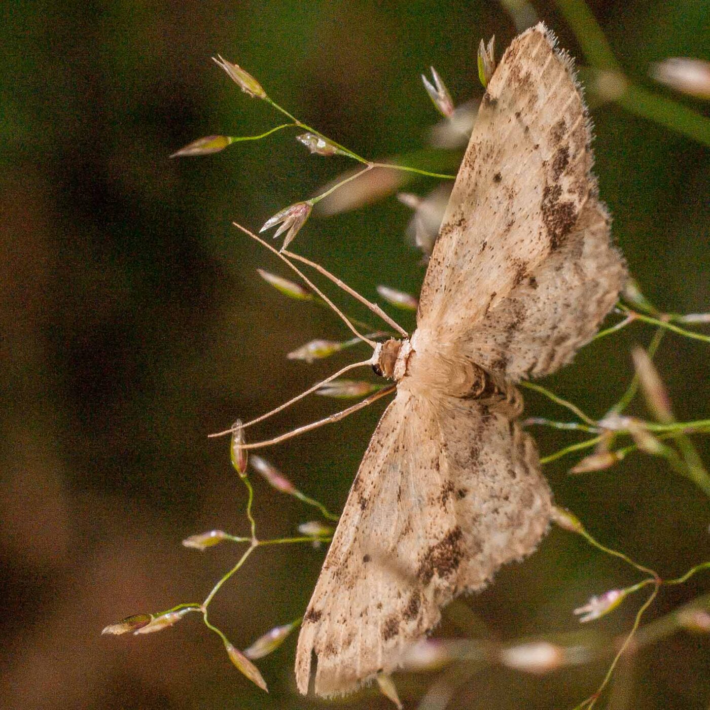 2017-07-31 - NSG Brandheide Recklinghausen