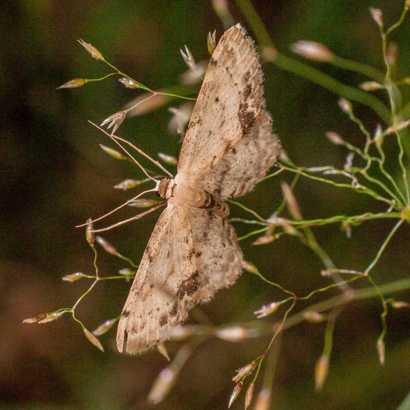 2017-07-31 - NSG Brandheide Recklinghausen