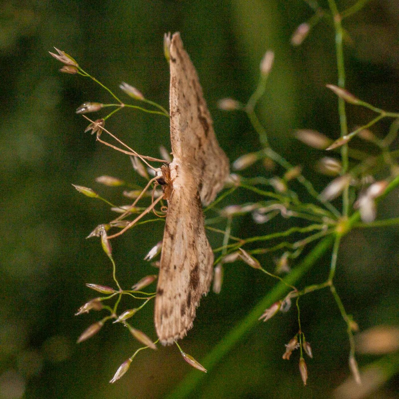 2017-07-31 - NSG Brandheide Recklinghausen
