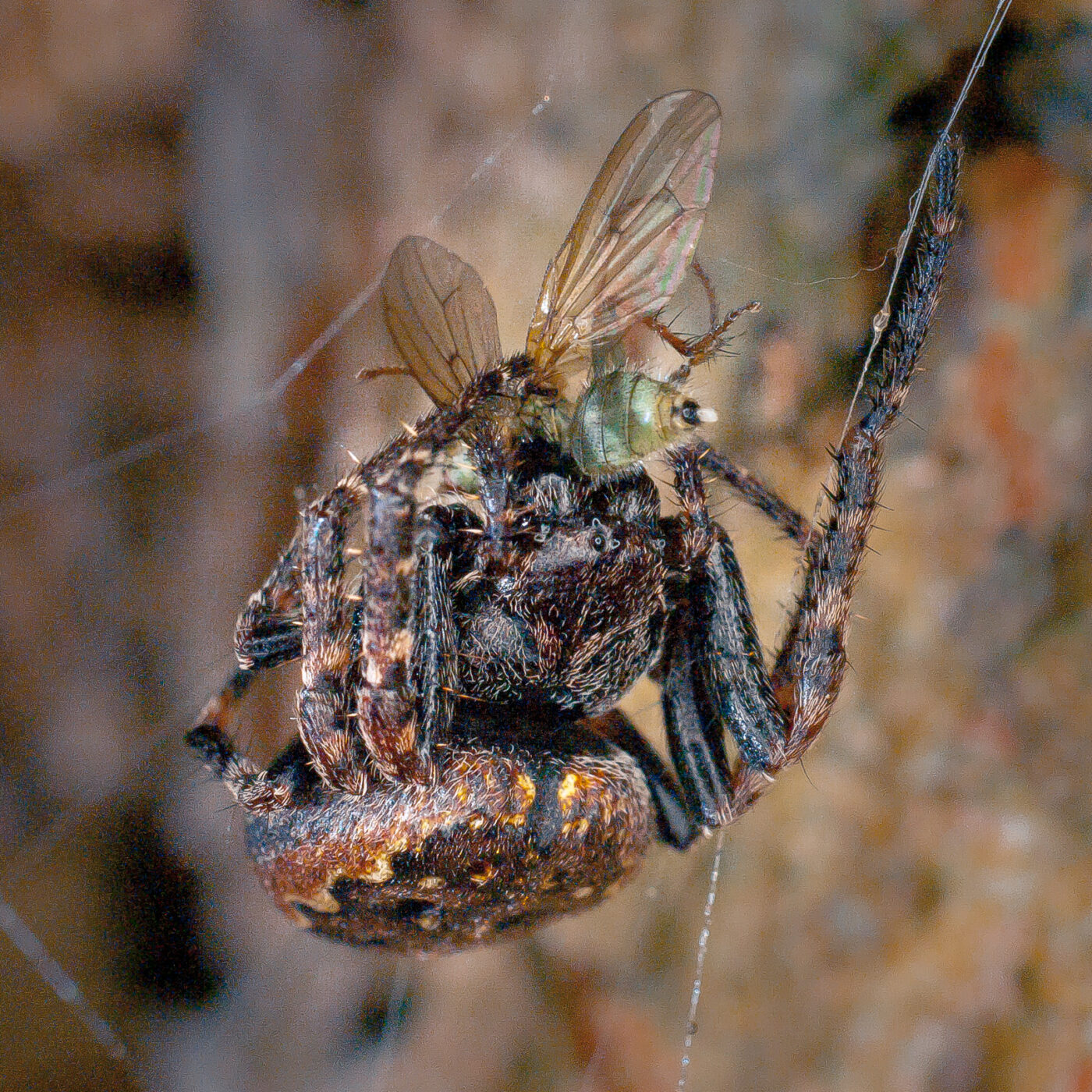 2017-07-31 - NSG Brandheide Recklinghausen