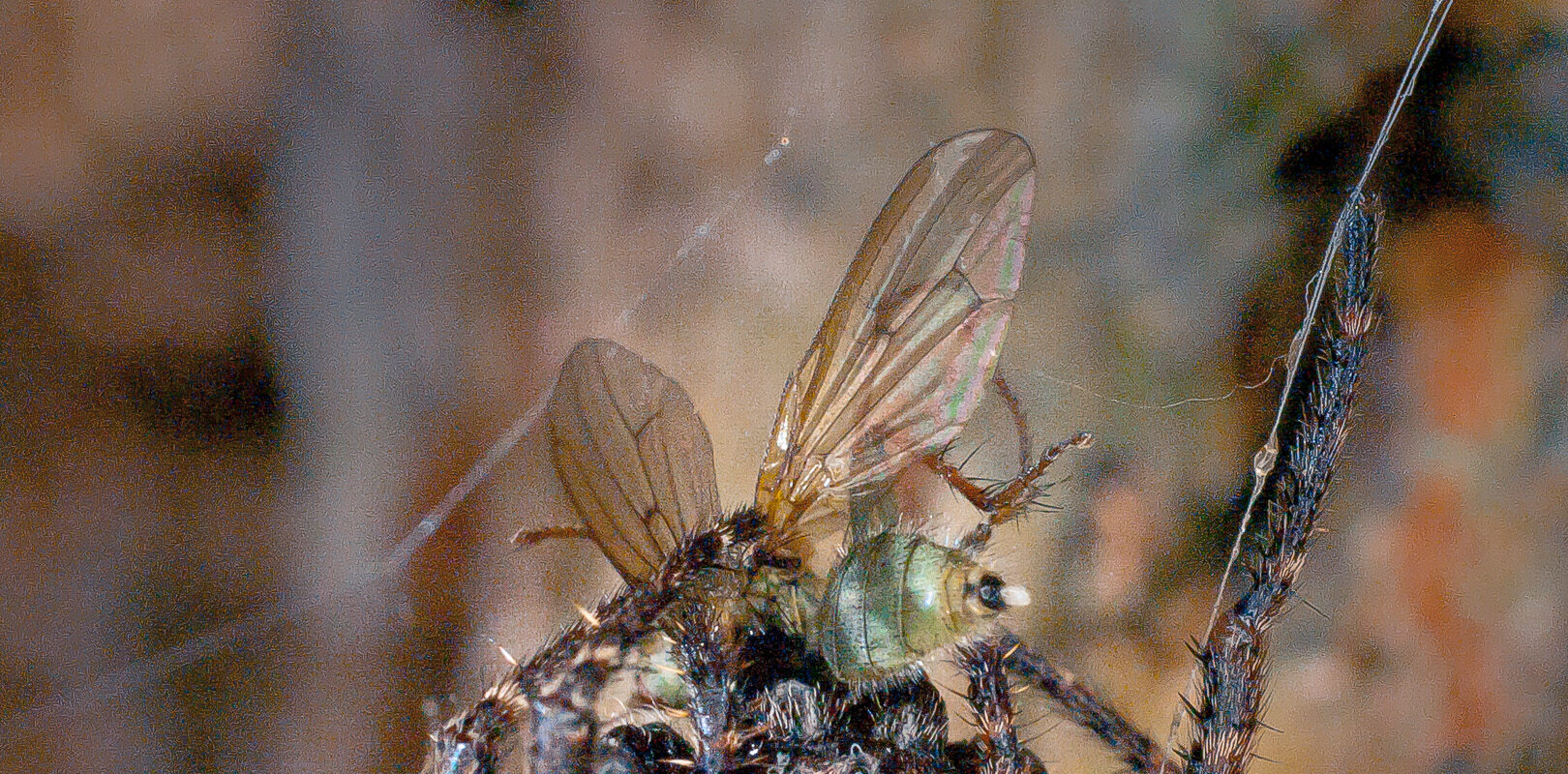 °spaltenkreuzspinne°