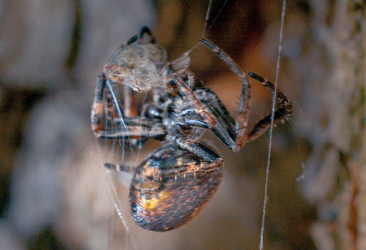 2017-07-31 - NSG Brandheide Recklinghausen