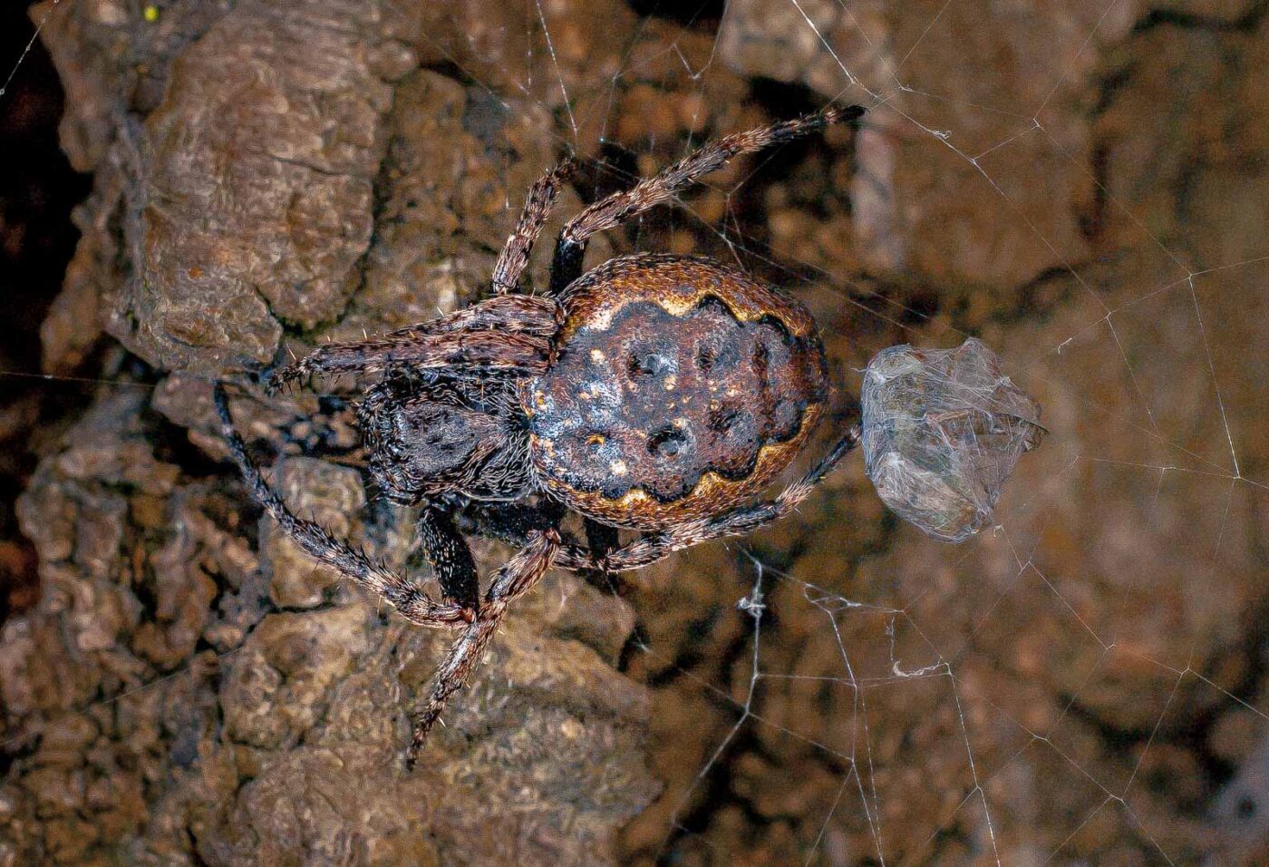 2017-07-31 - NSG Brandheide Recklinghausen