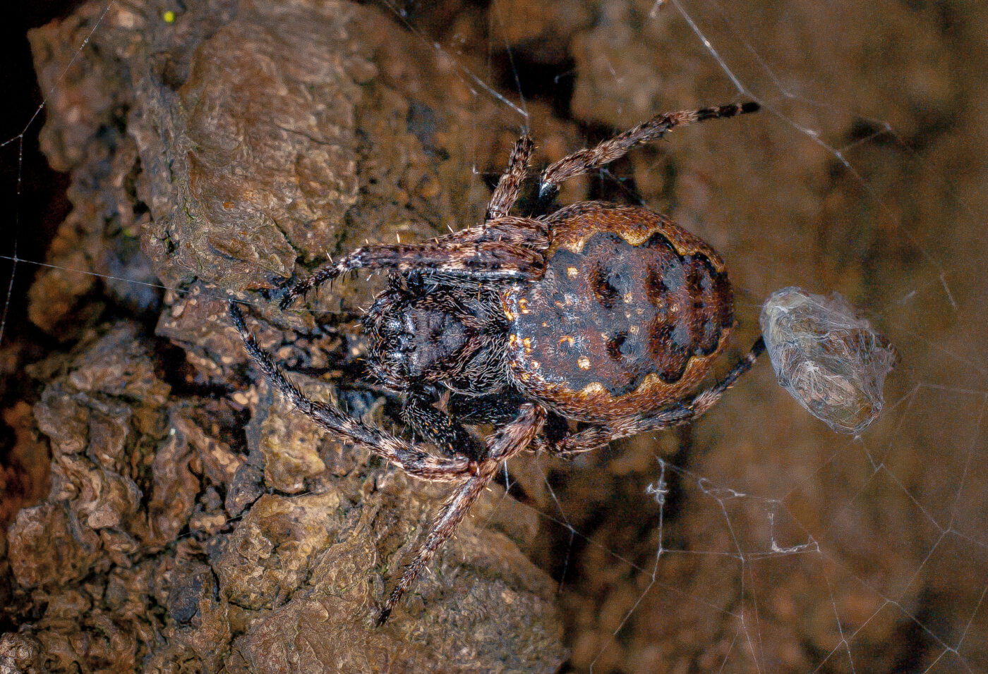 2017-07-31 - NSG Brandheide Recklinghausen