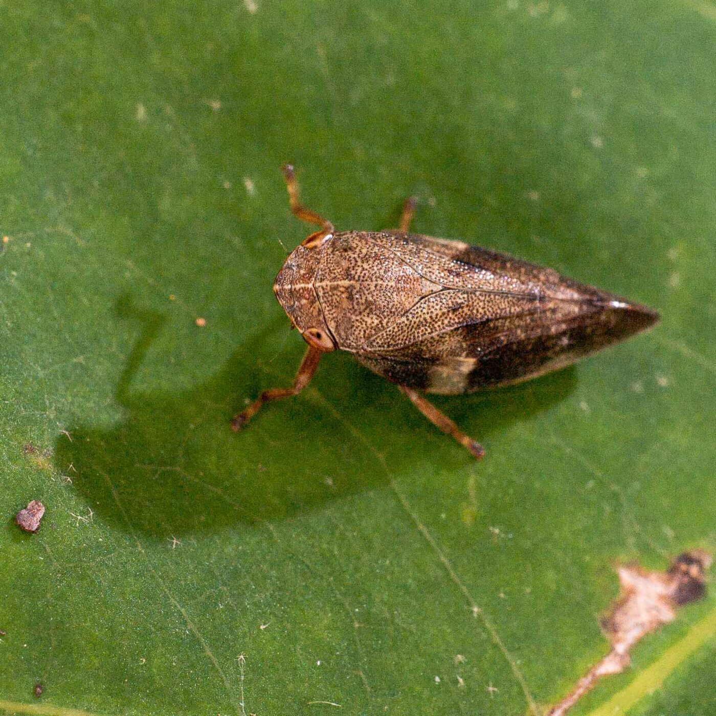 2017-07-31 - NSG Brandheide Recklinghausen