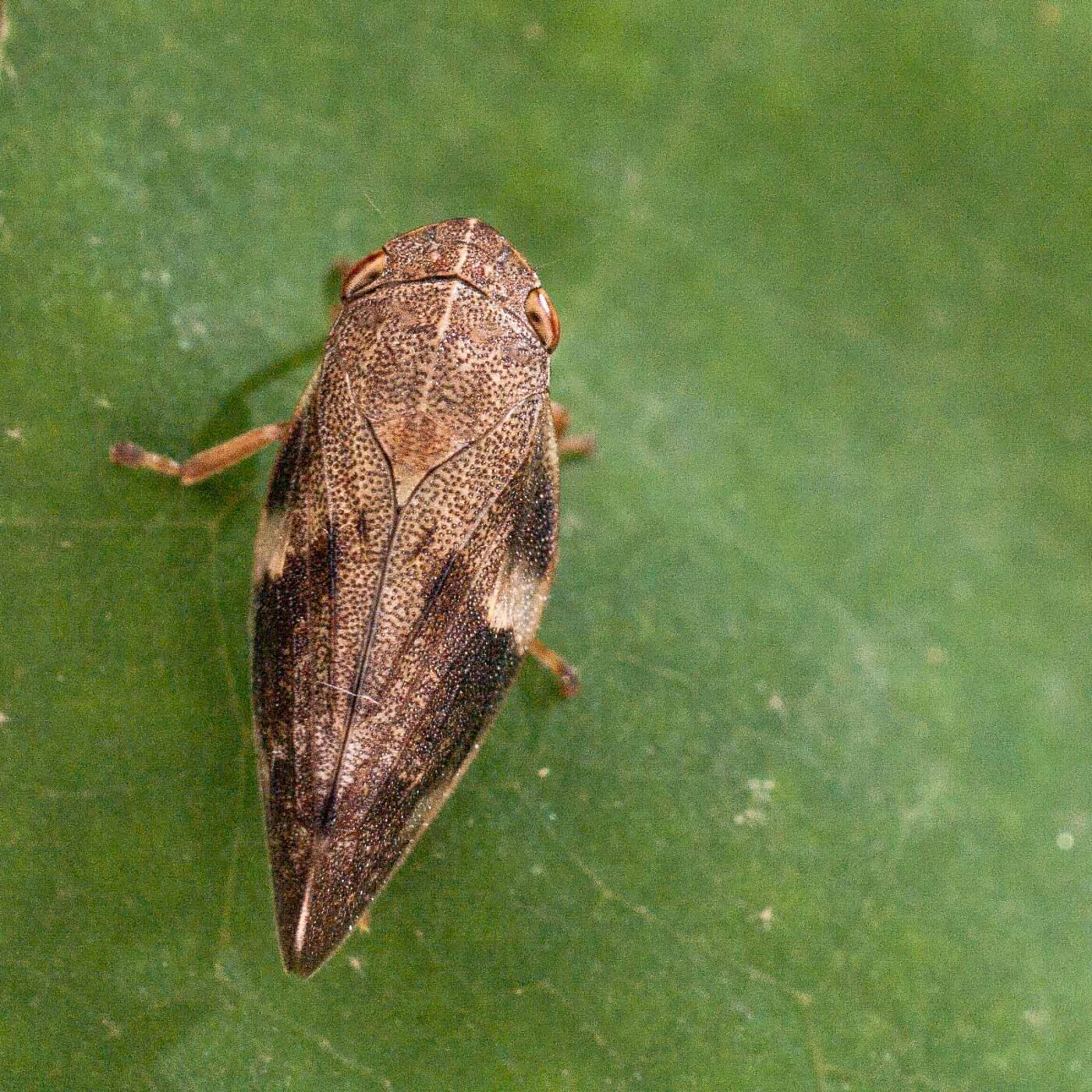 2017-07-31 - NSG Brandheide Recklinghausen