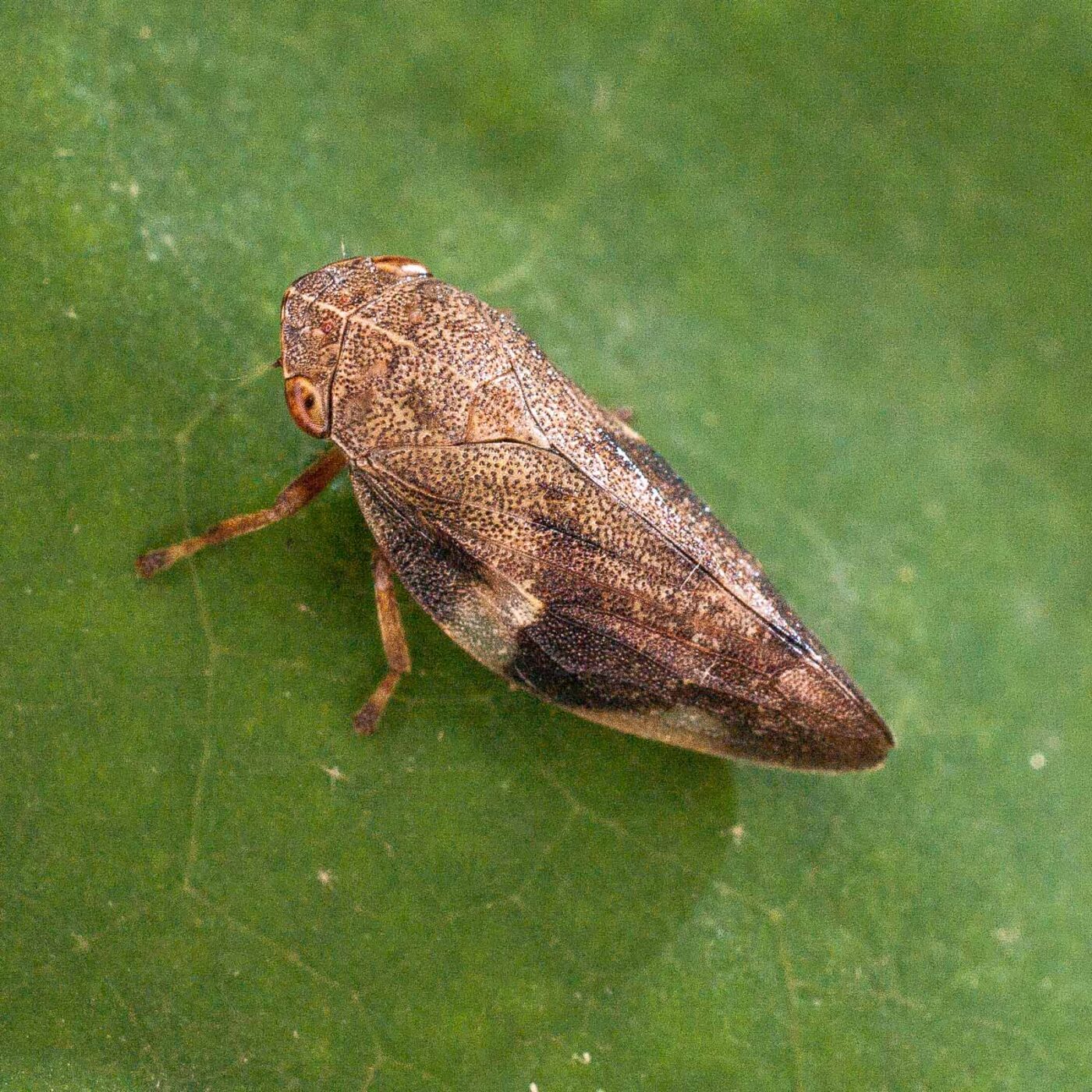 2017-07-31 - NSG Brandheide Recklinghausen