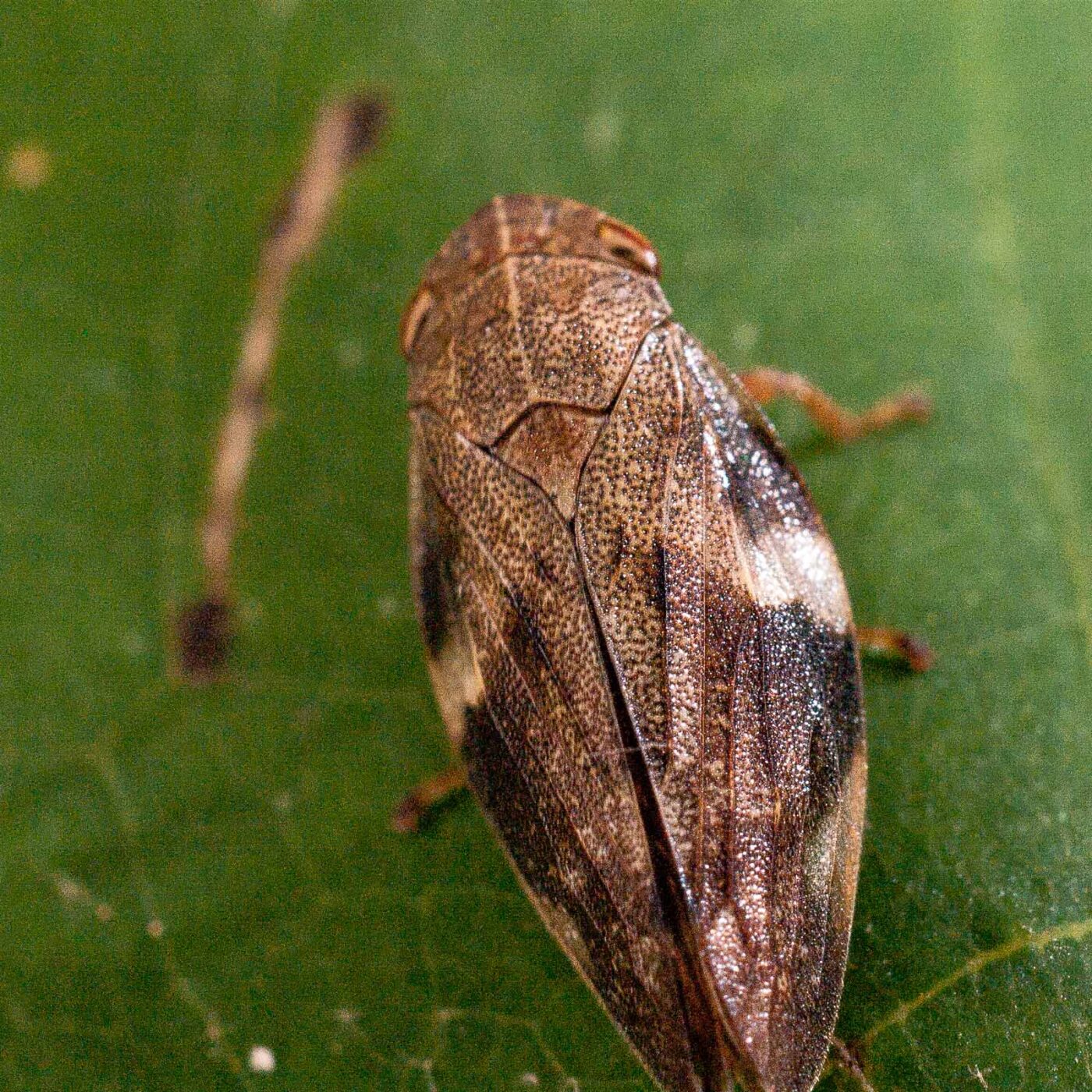 2017-07-31 - NSG Brandheide Recklinghausen