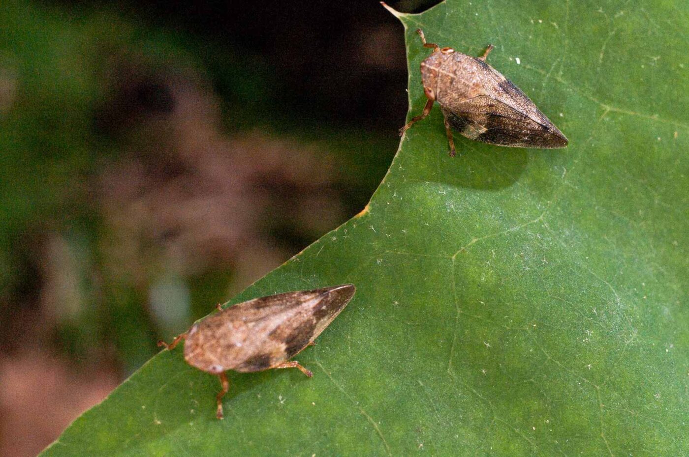 2017-07-31 - NSG Brandheide Recklinghausen