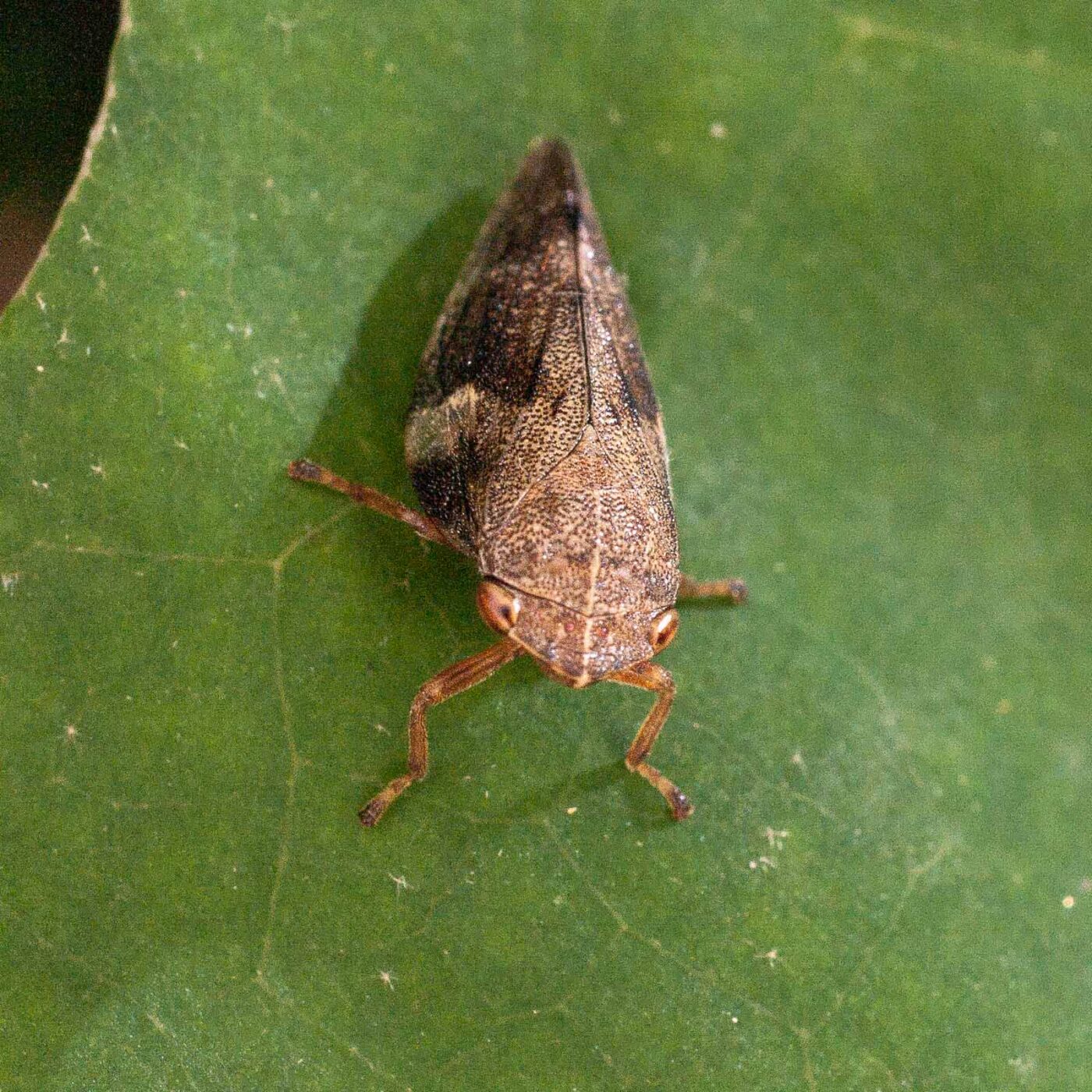 2017-07-31 - NSG Brandheide Recklinghausen