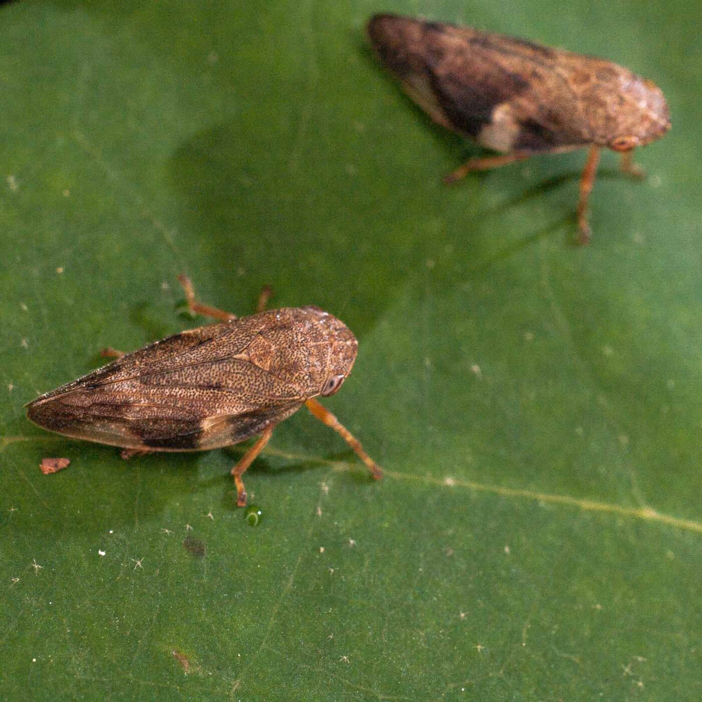 2017-07-31 - NSG Brandheide Recklinghausen