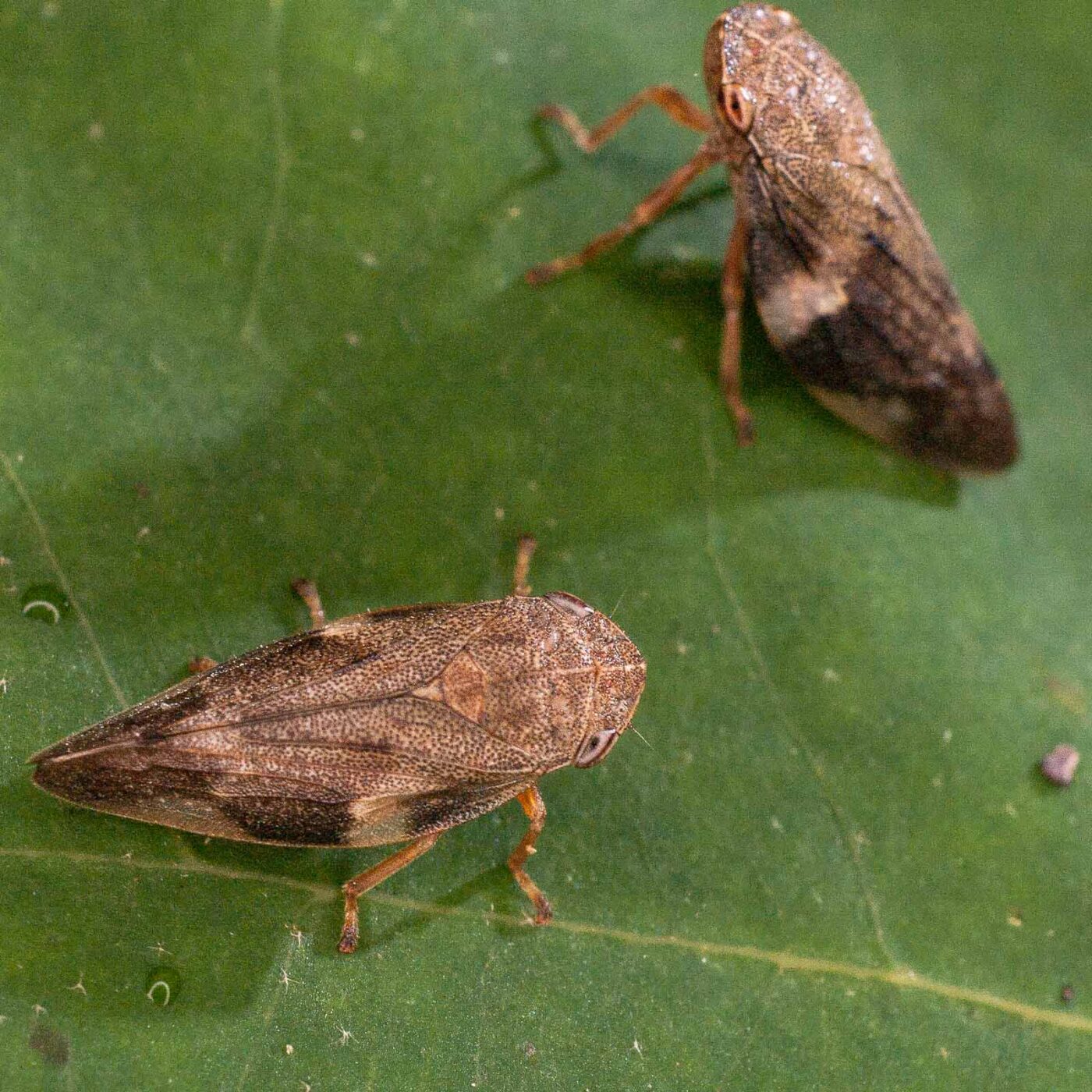 2017-07-31 - NSG Brandheide Recklinghausen