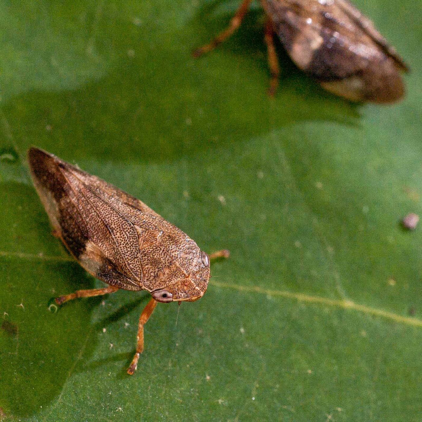 2017-07-31 - NSG Brandheide Recklinghausen