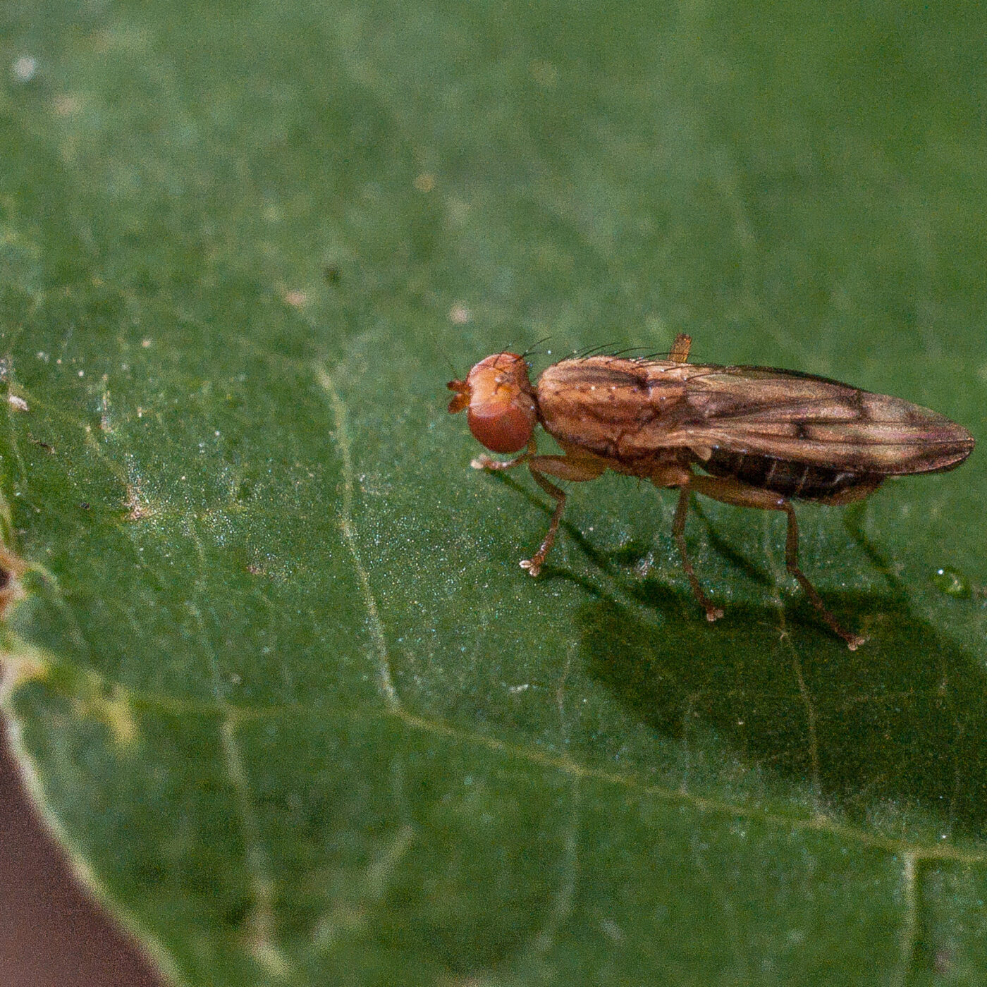 2017-07-31 - NSG Brandheide Recklinghausen