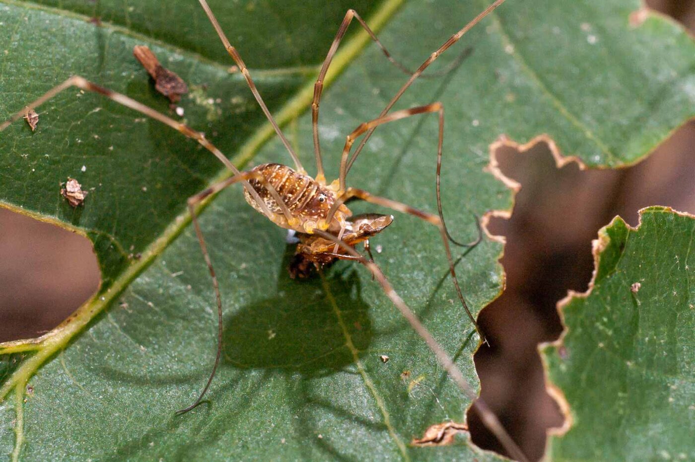 2017-07-31 - NSG Brandheide Recklinghausen