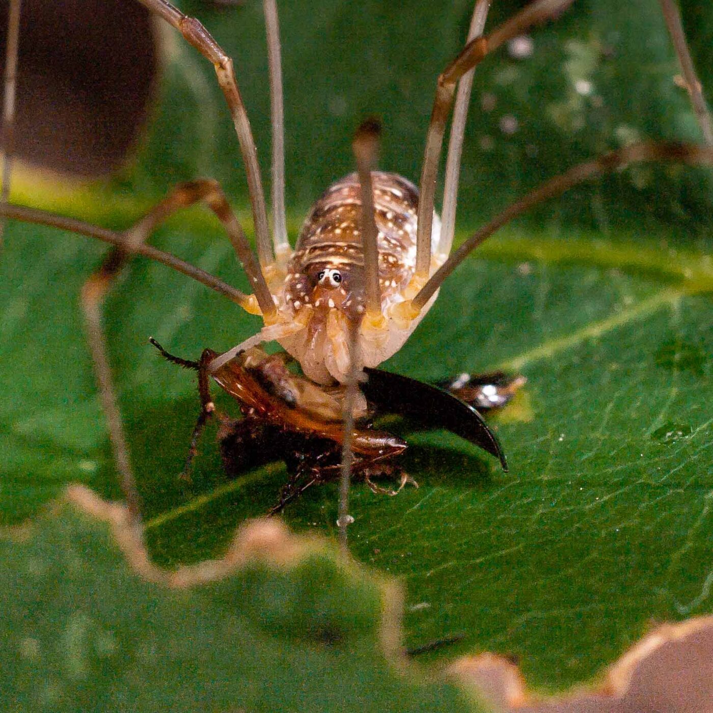 2017-07-31 - NSG Brandheide Recklinghausen