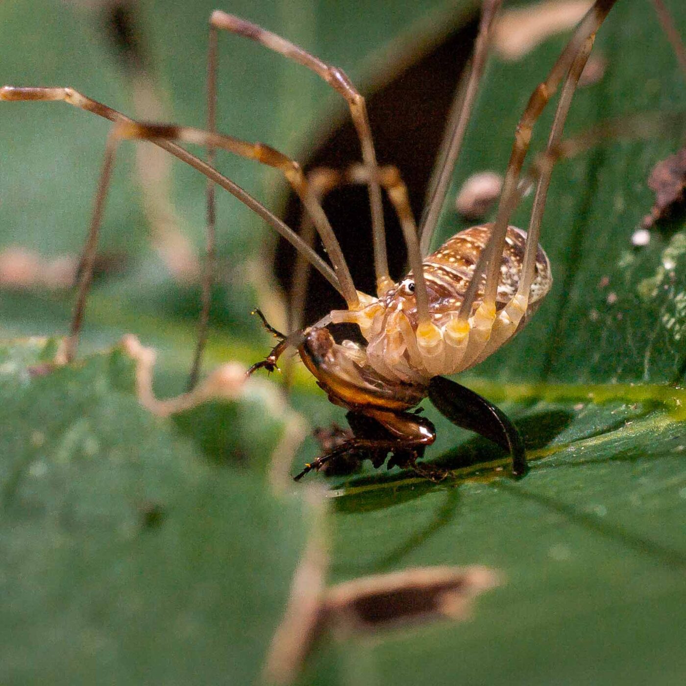 2017-07-31 - NSG Brandheide Recklinghausen