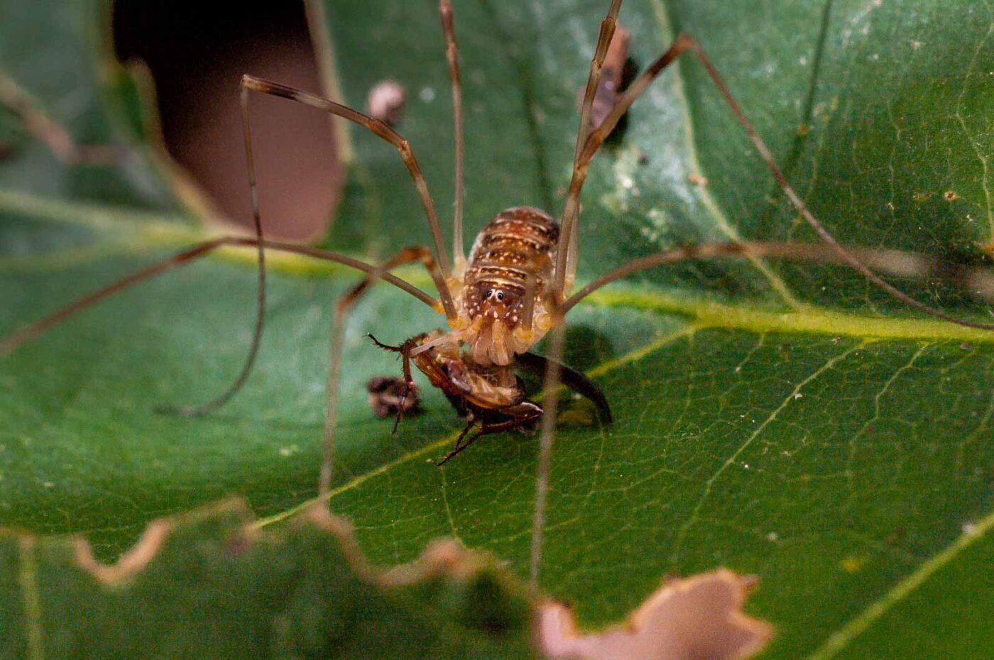 2017-07-31 - NSG Brandheide Recklinghausen