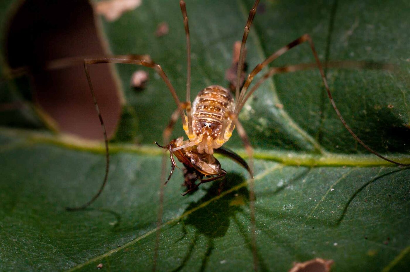 2017-07-31 - NSG Brandheide Recklinghausen