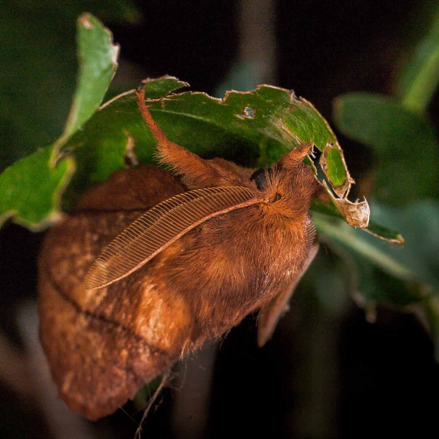 2017-07-31 - NSG Brandheide Recklinghausen